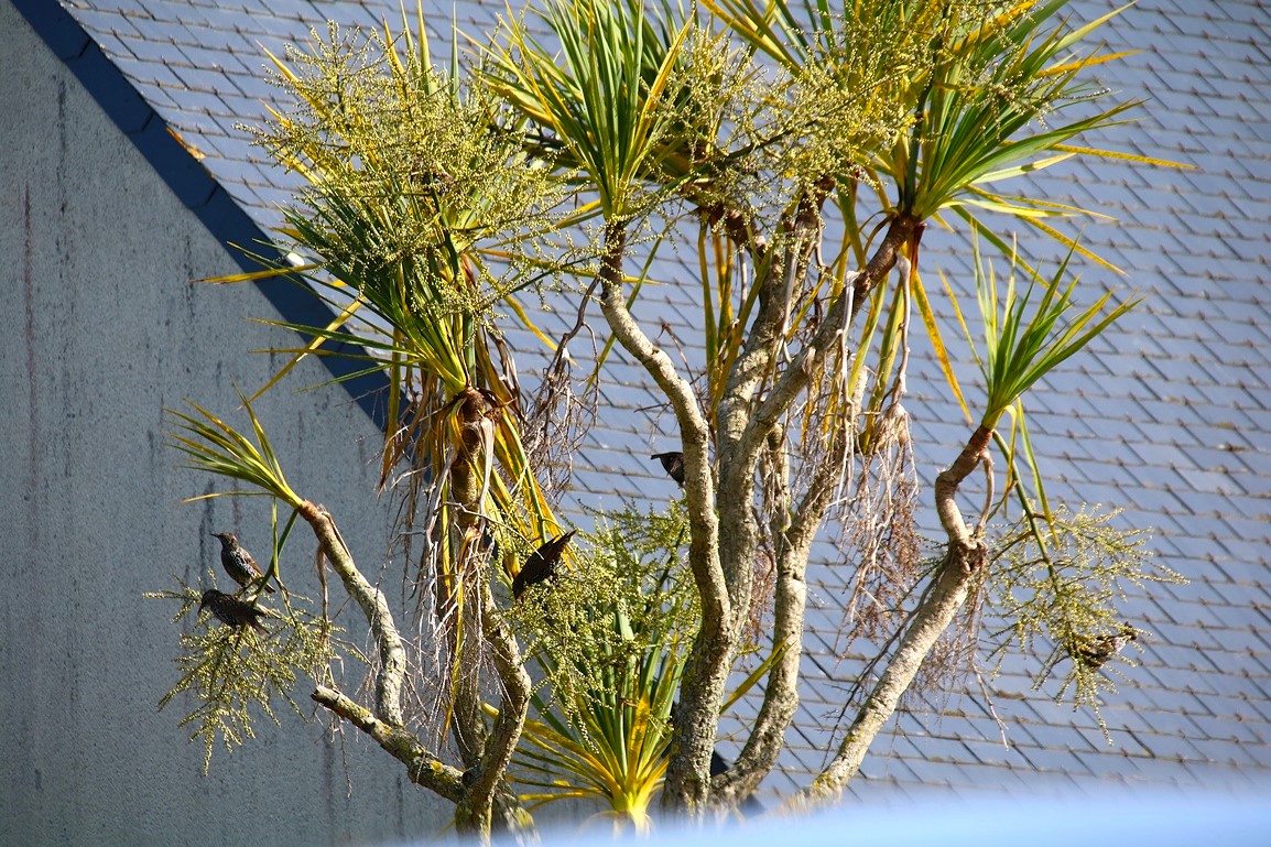 Etourneaux sansonnets 15 Septembre 2025.JPG