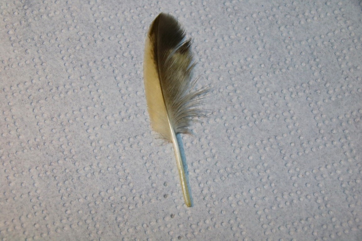 Plume hiboux moyen-duc Dimanche 14 Septembre 2025.JPG