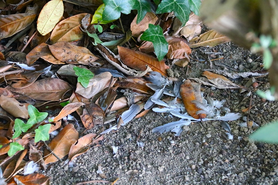 Prédation Epervier tiercelet sur Tourterelle turque Vendredi 19 Septembre 2025  (1).JPG