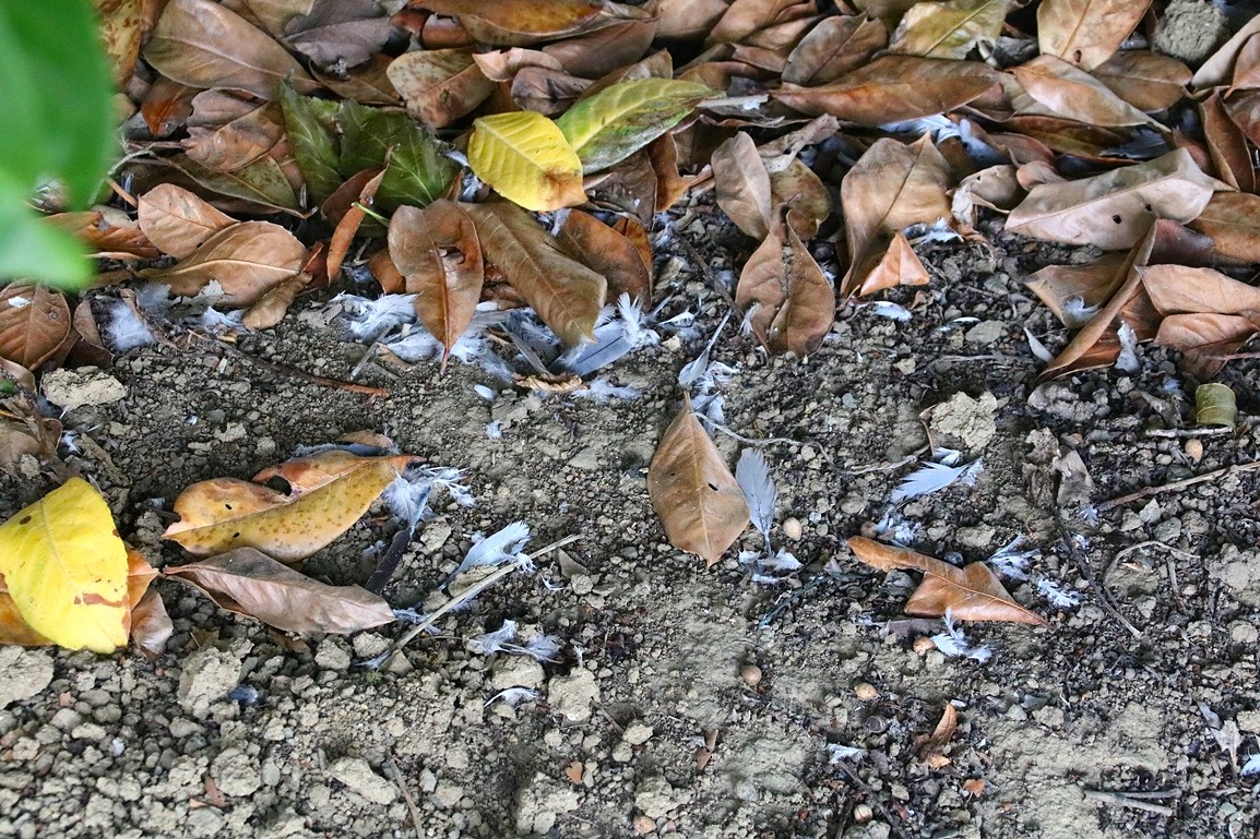 Prédation Epervier tiercelet sur Tourterelle turque Vendredi 19 Septembre 2025  (2).JPG