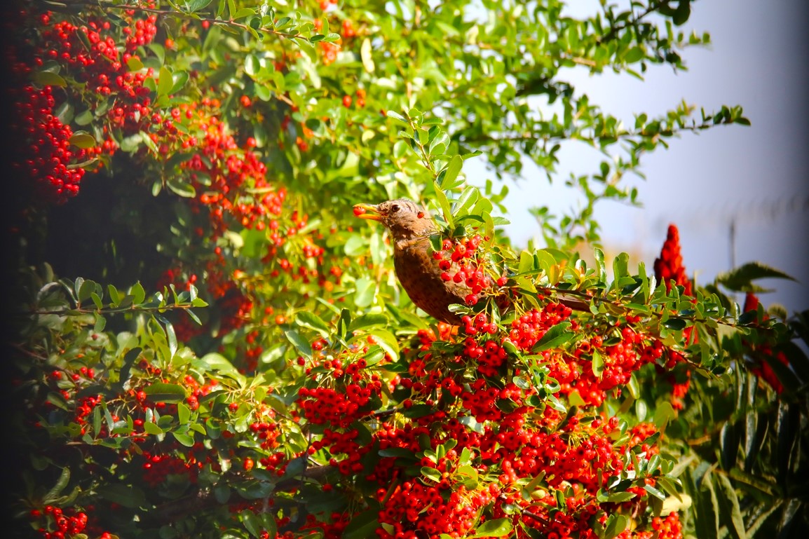 Merles dans le Pyracantha 28 Septembre 2025 (1).JPG