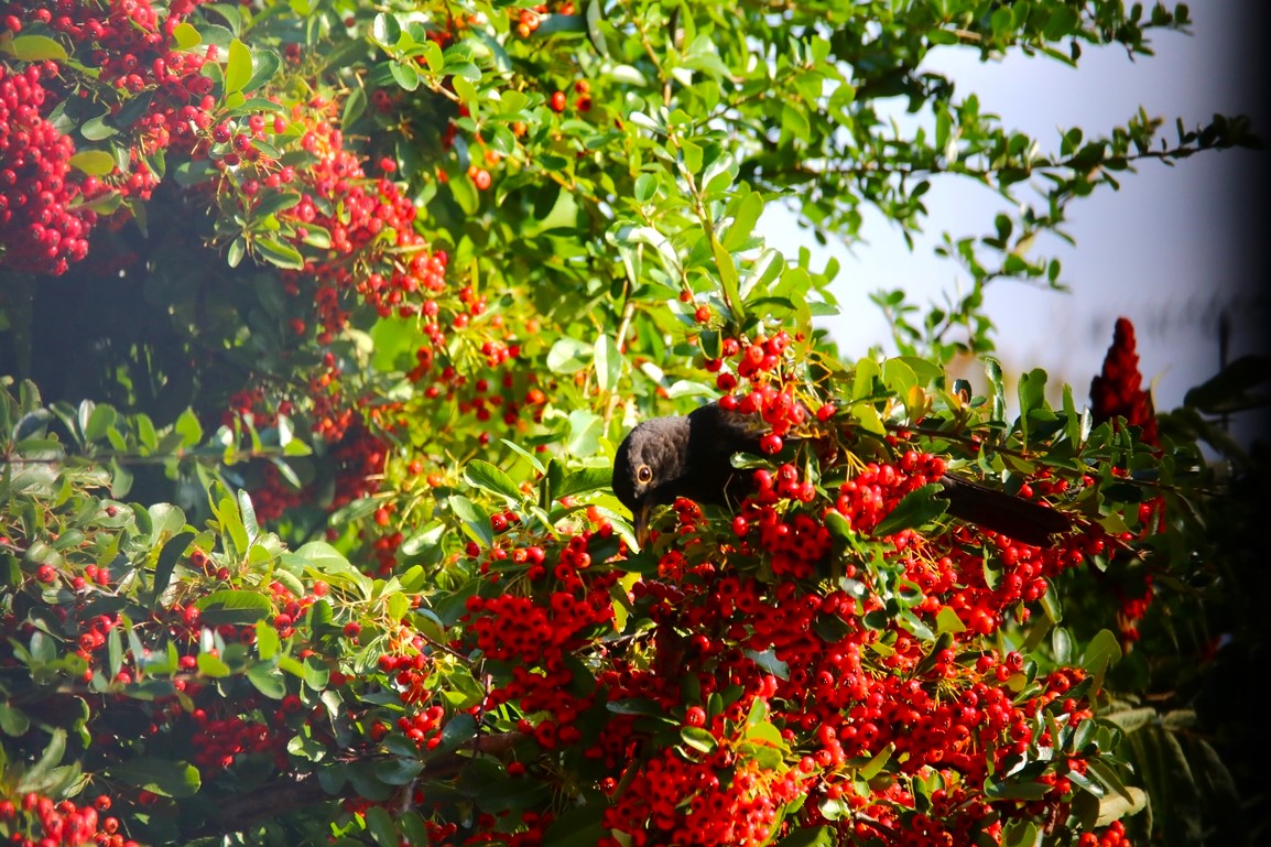 Merles dans le Pyracantha 28 Septembre 2025 (2).JPG