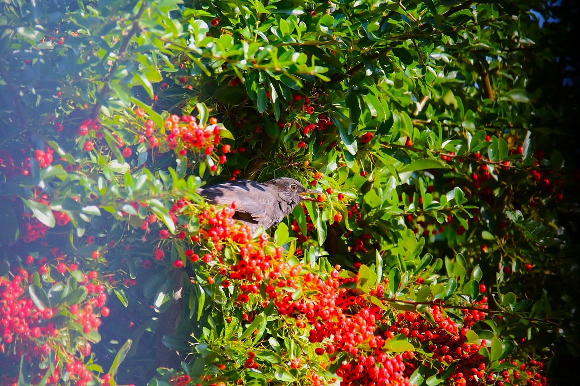 Merles dans le Pyracantha 28 Septembre 2025 (3).JPG