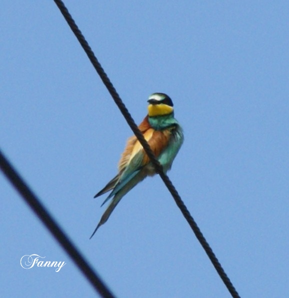 Guepier DSC08188.jpg