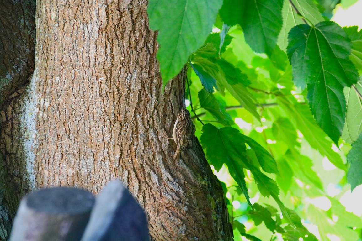 Grimpereau des jardins Lundi 6 Octobre 2025 (1).JPG