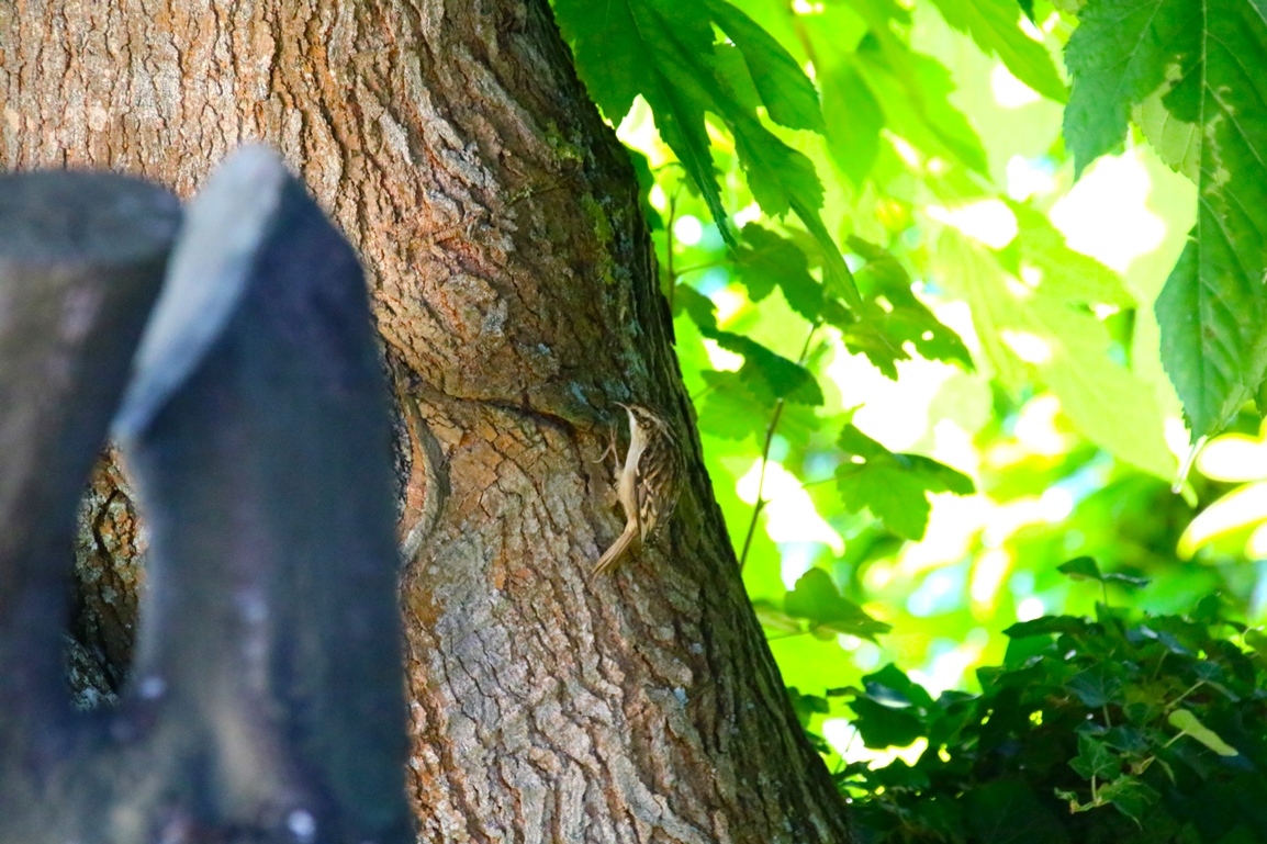 Grimpereau des jardins Lundi 6 Octobre 2025 (2).JPG