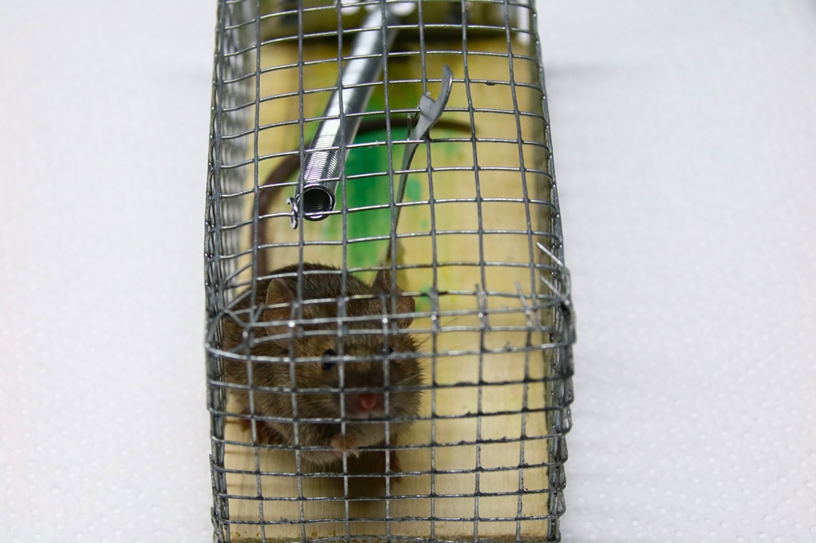 Capture souris Mardi 7 Octobre 2025 atelier (4).JPG