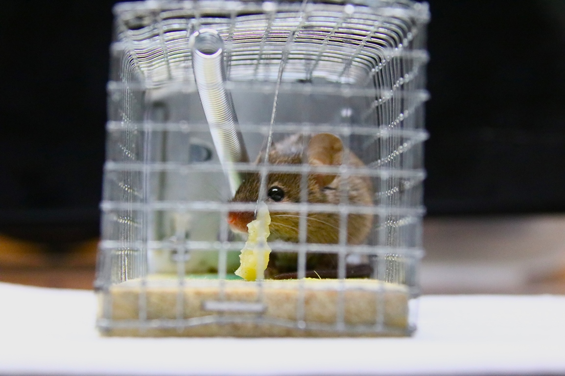 Capture souris Mardi 7 Octobre 2025 atelier (5).JPG