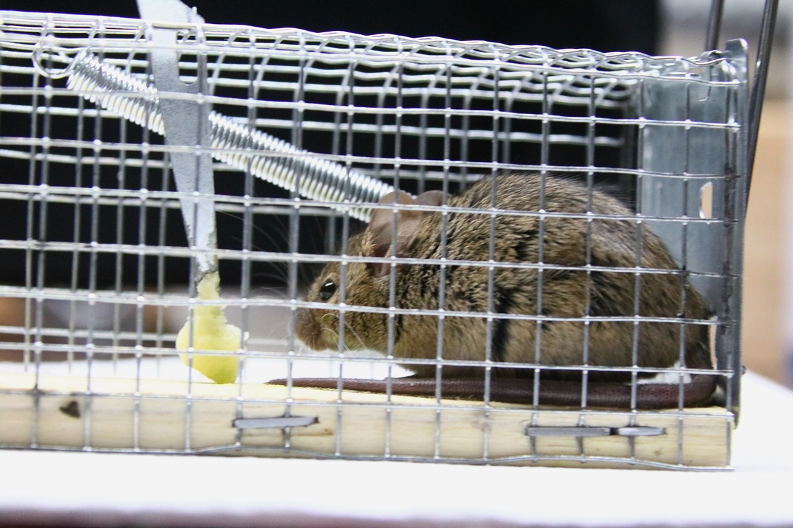 Capture souris Mardi 7 Octobre 2025 atelier (6).JPG