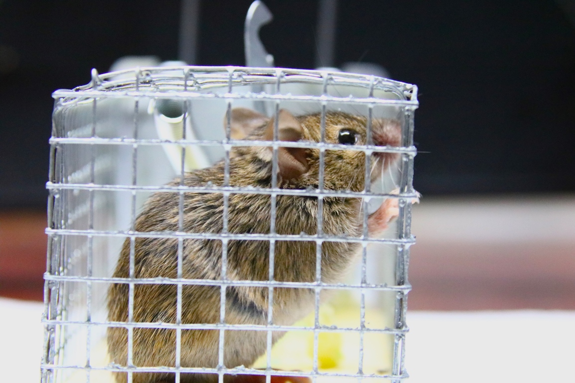 Capture souris Mardi 7 Octobre 2025 atelier (2).JPG