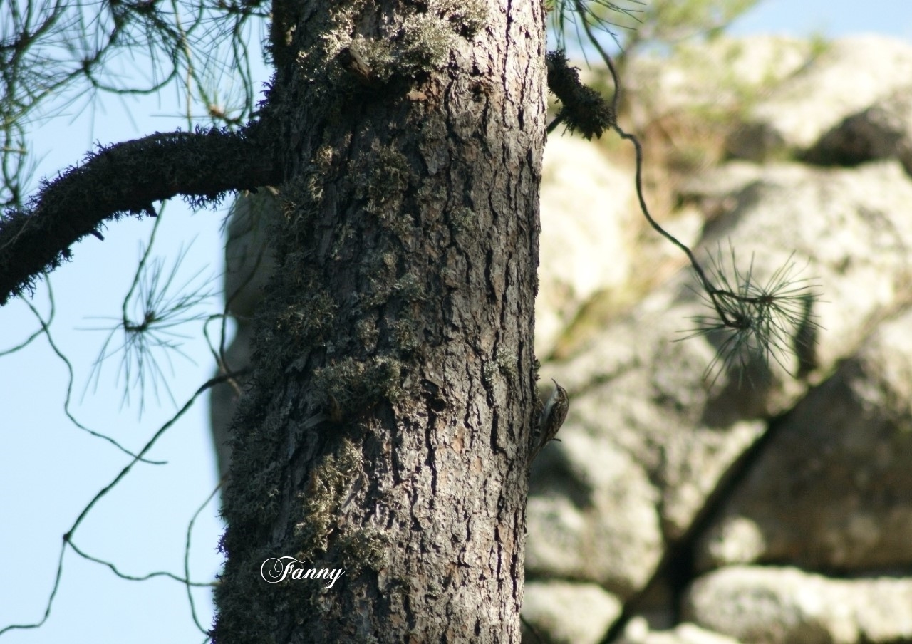 Grimpereau signé Fanny_DSC01376 (1).jpg