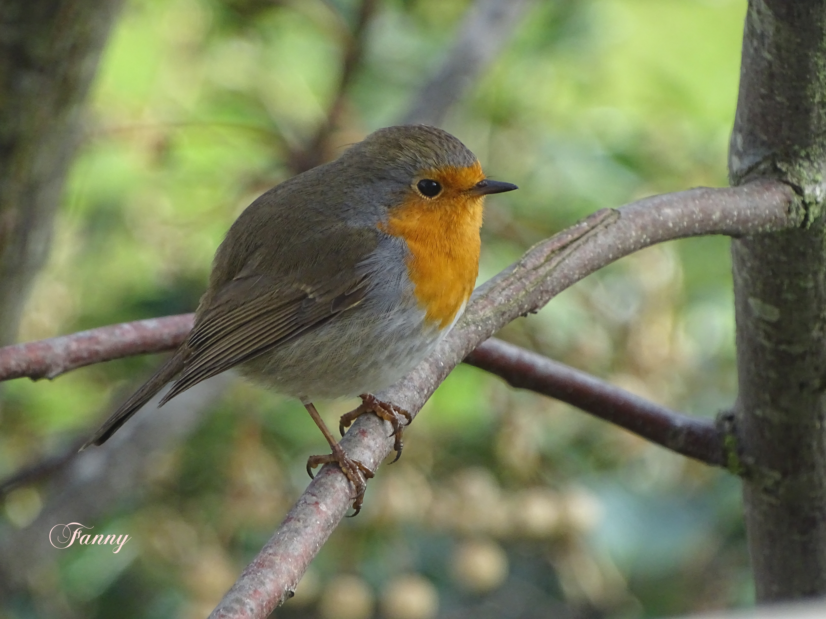 Rougegorge Signé DSC00031.jpg