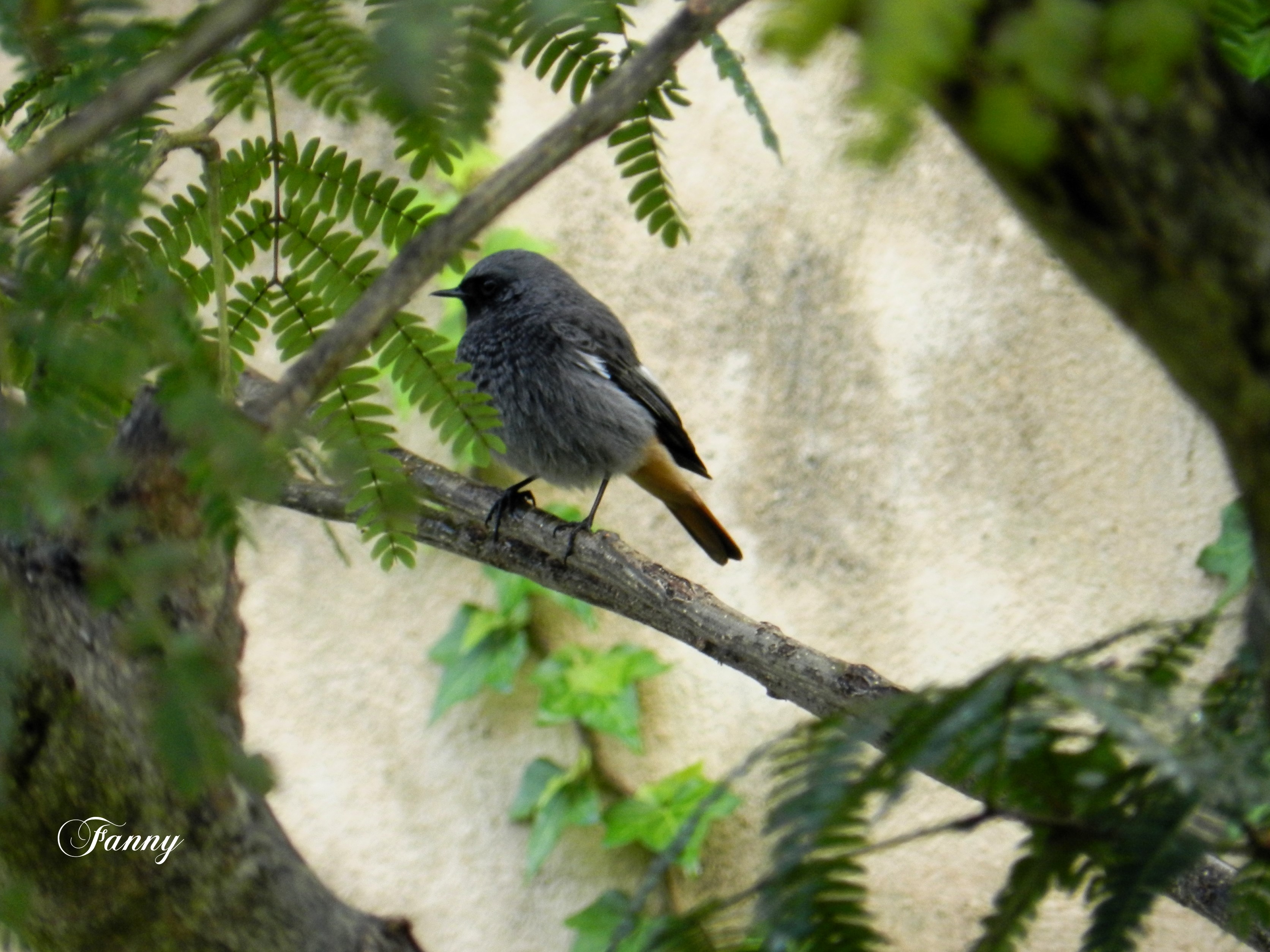 Rougequeue noir ! 005Signé copie.jpg