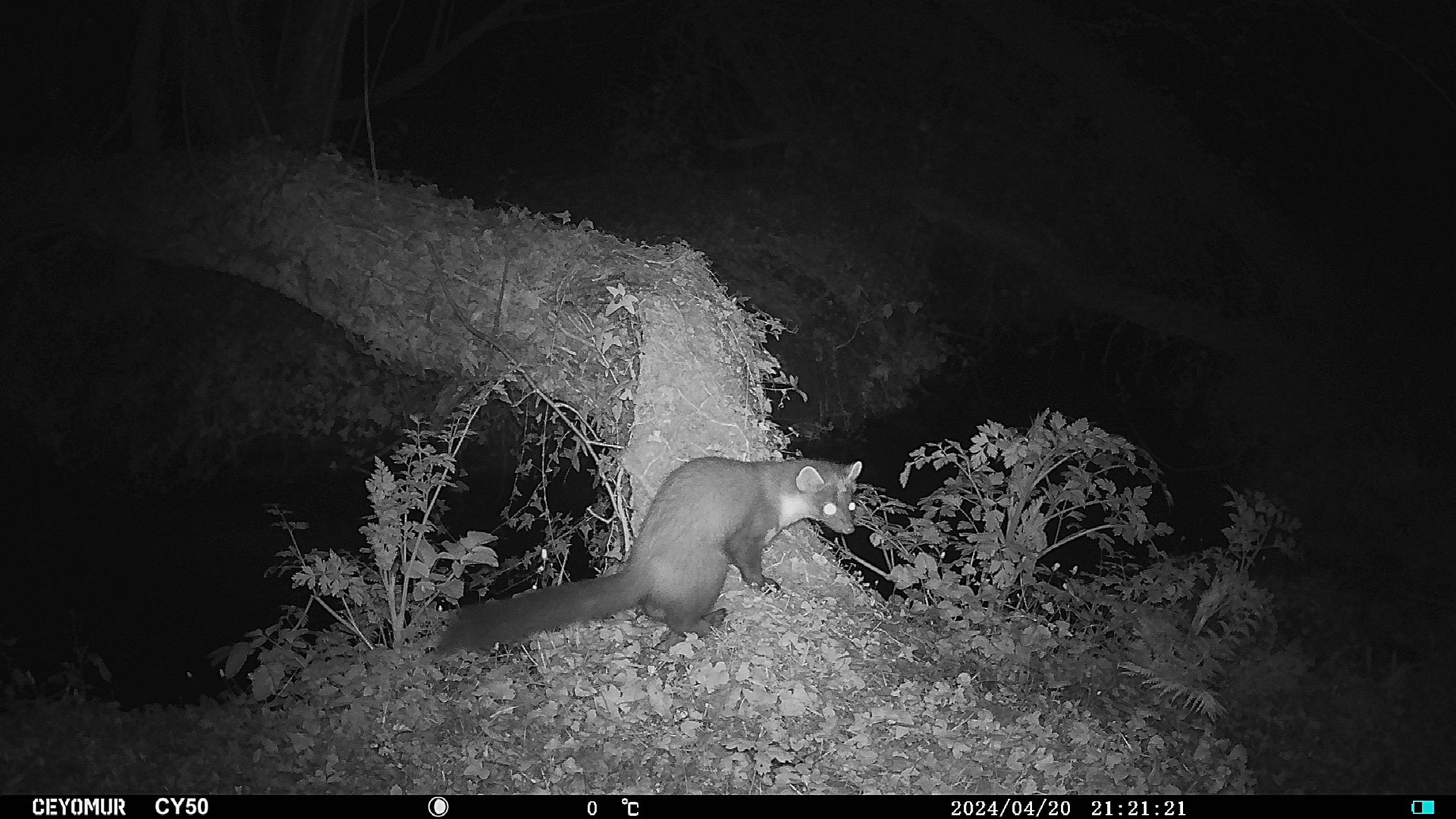 Martre des pins Avril 2024 chez Anne Renouard 1.jpg