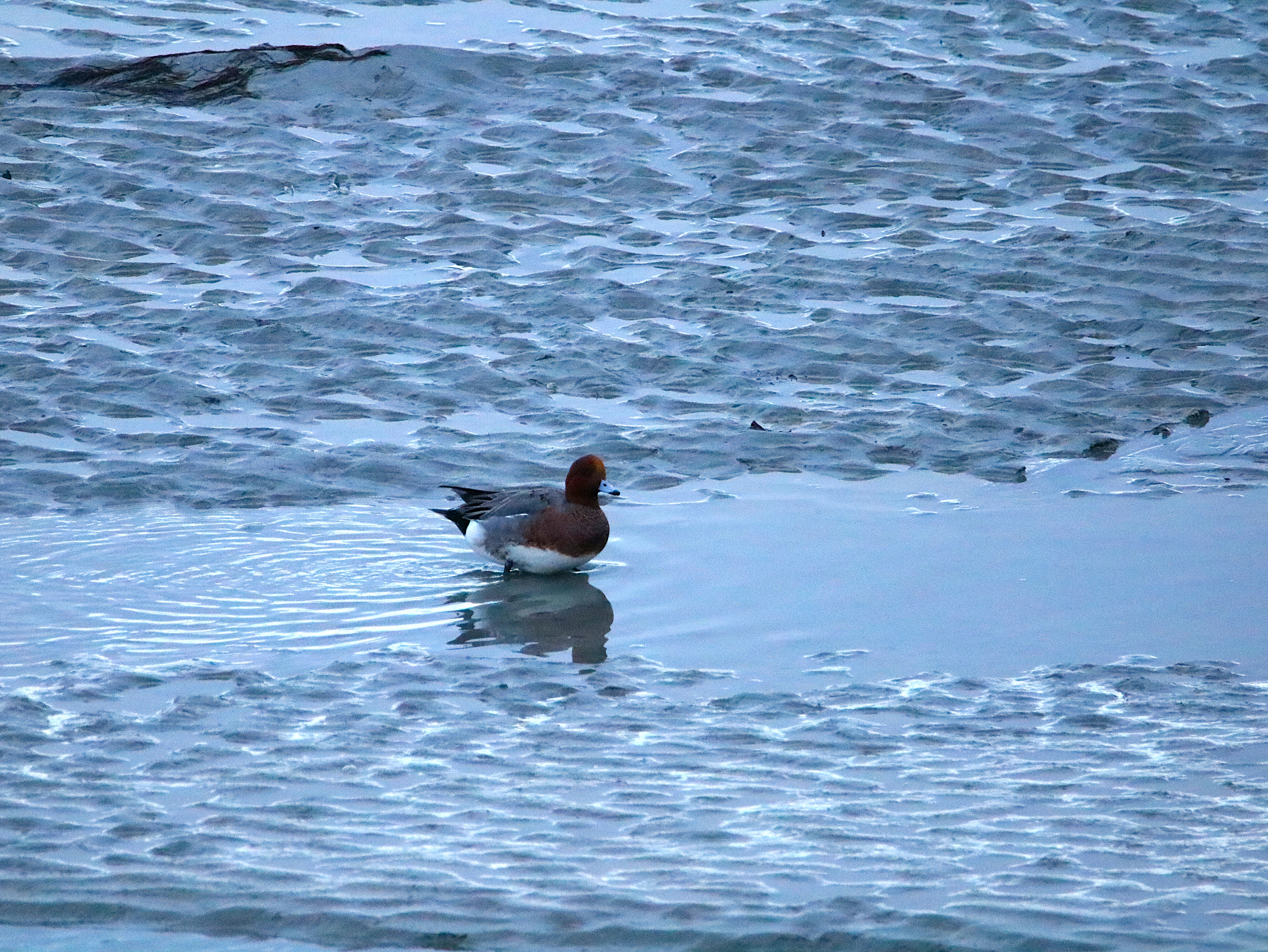 Canards siffleurs Illemont Vendredi 12 Décembre 2025 (2).JPG