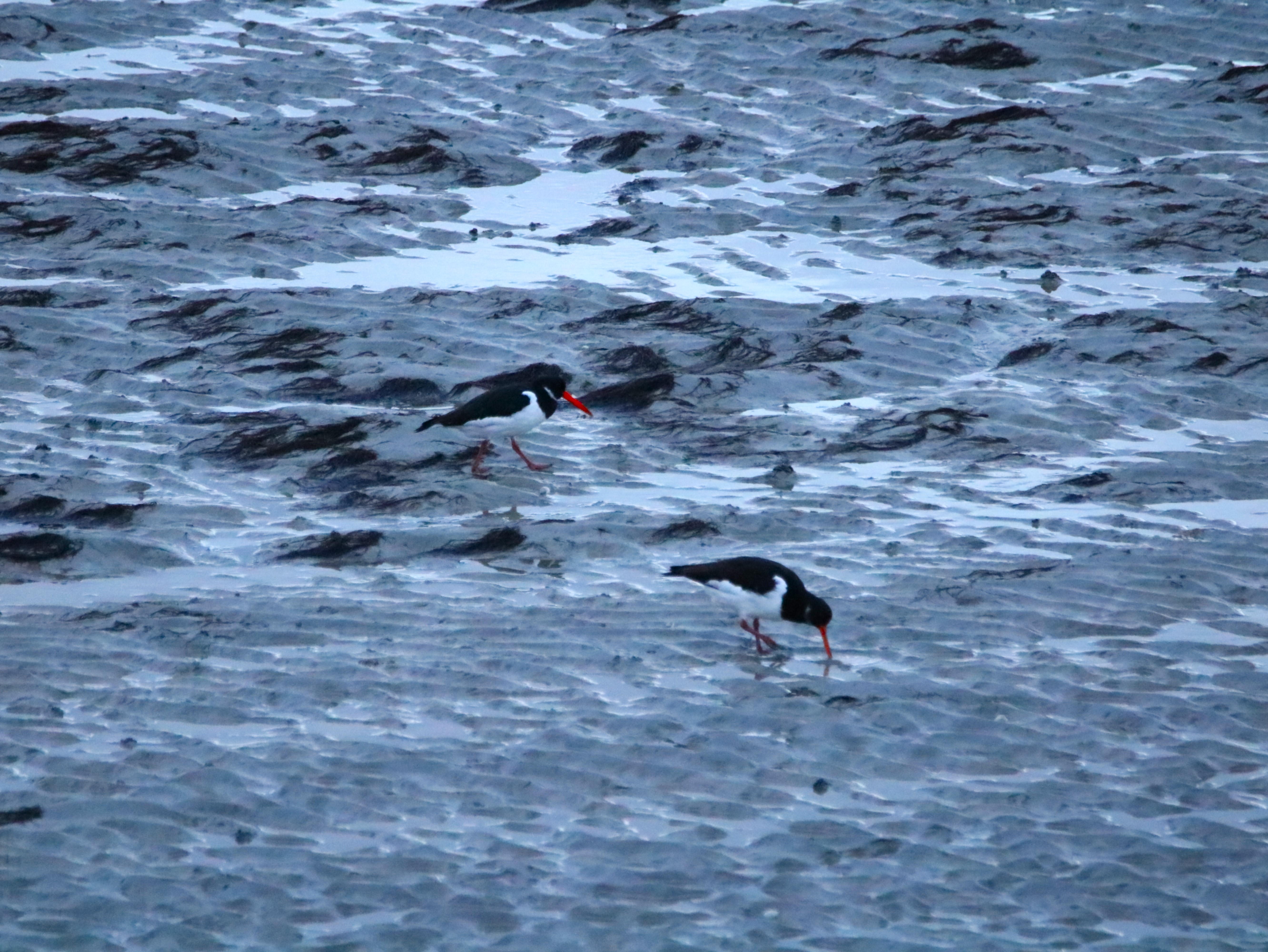 Huitriers-pie Illemont Vendredi 12 Décembre 2025 (3).JPG