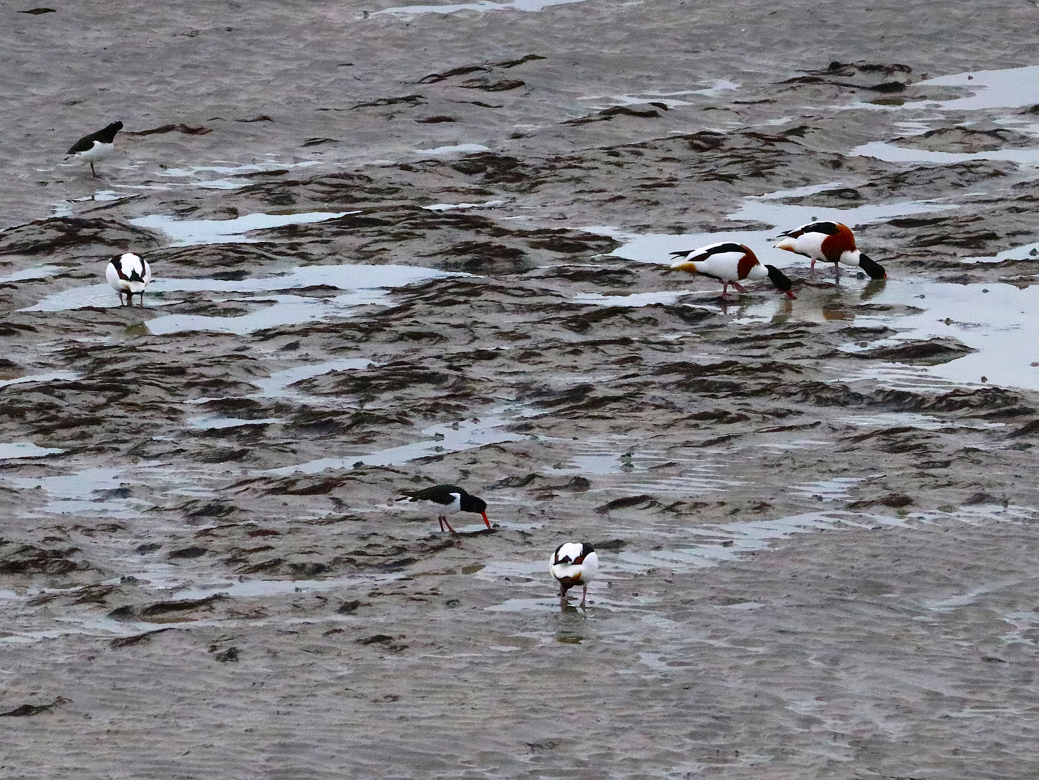 Huitriers-pie Illemont Vendredi 12 Décembre 2025 (6).JPG