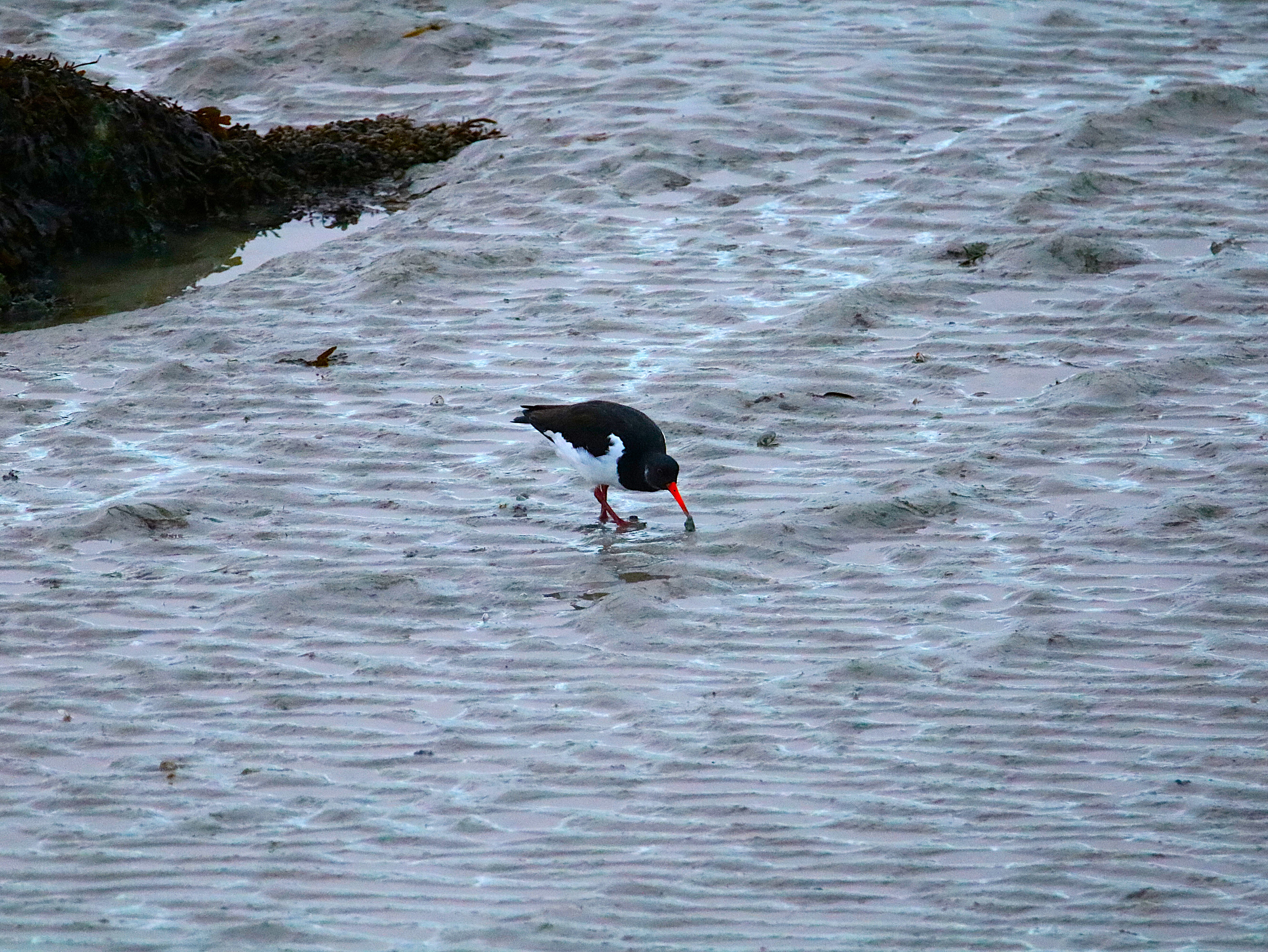 Huitriers-pie Illemont Vendredi 12 Décembre 2025 (5).JPG