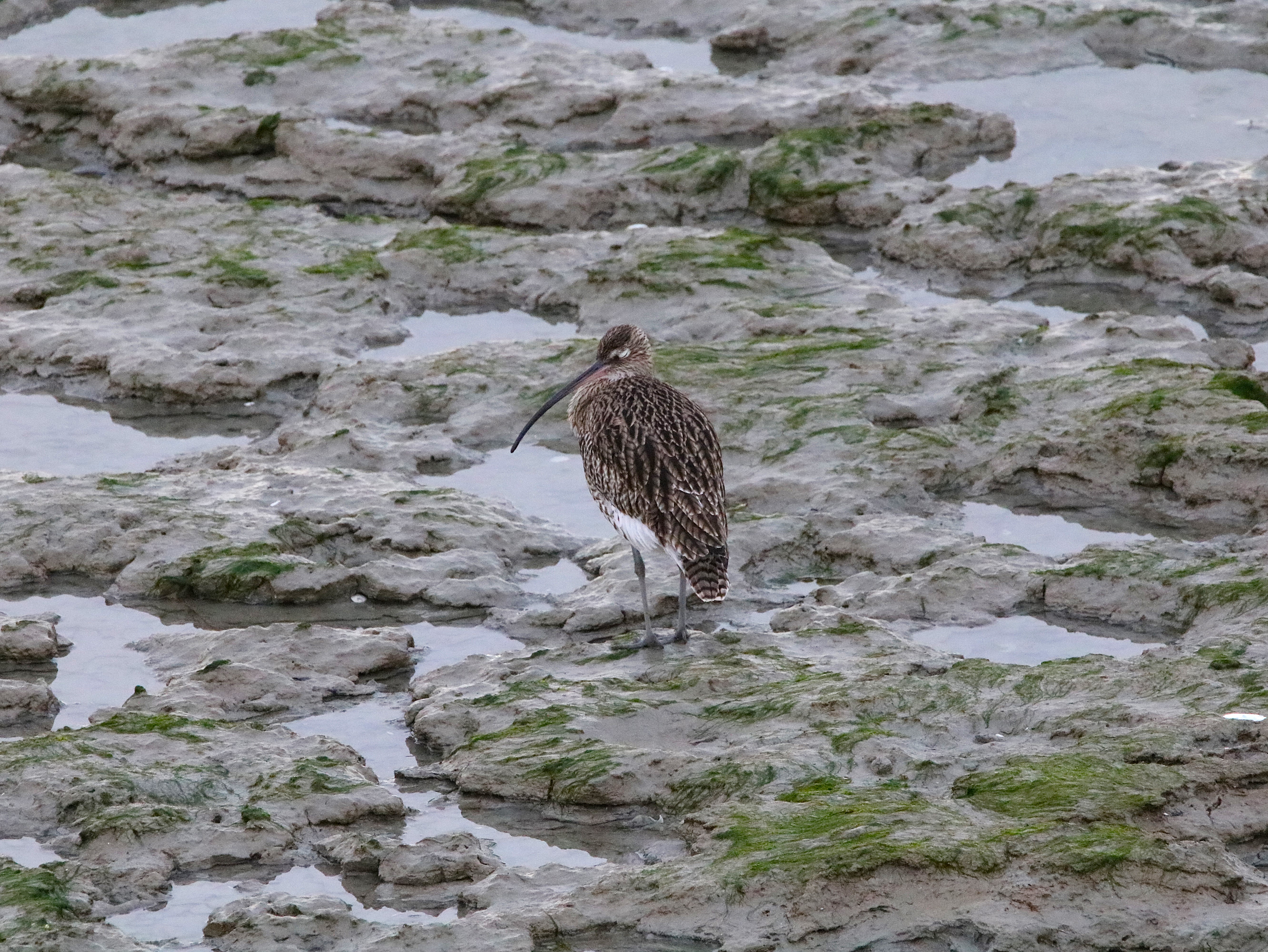 Courlis cendré Illemont Vendredi 12 Décembre 2025.JPG