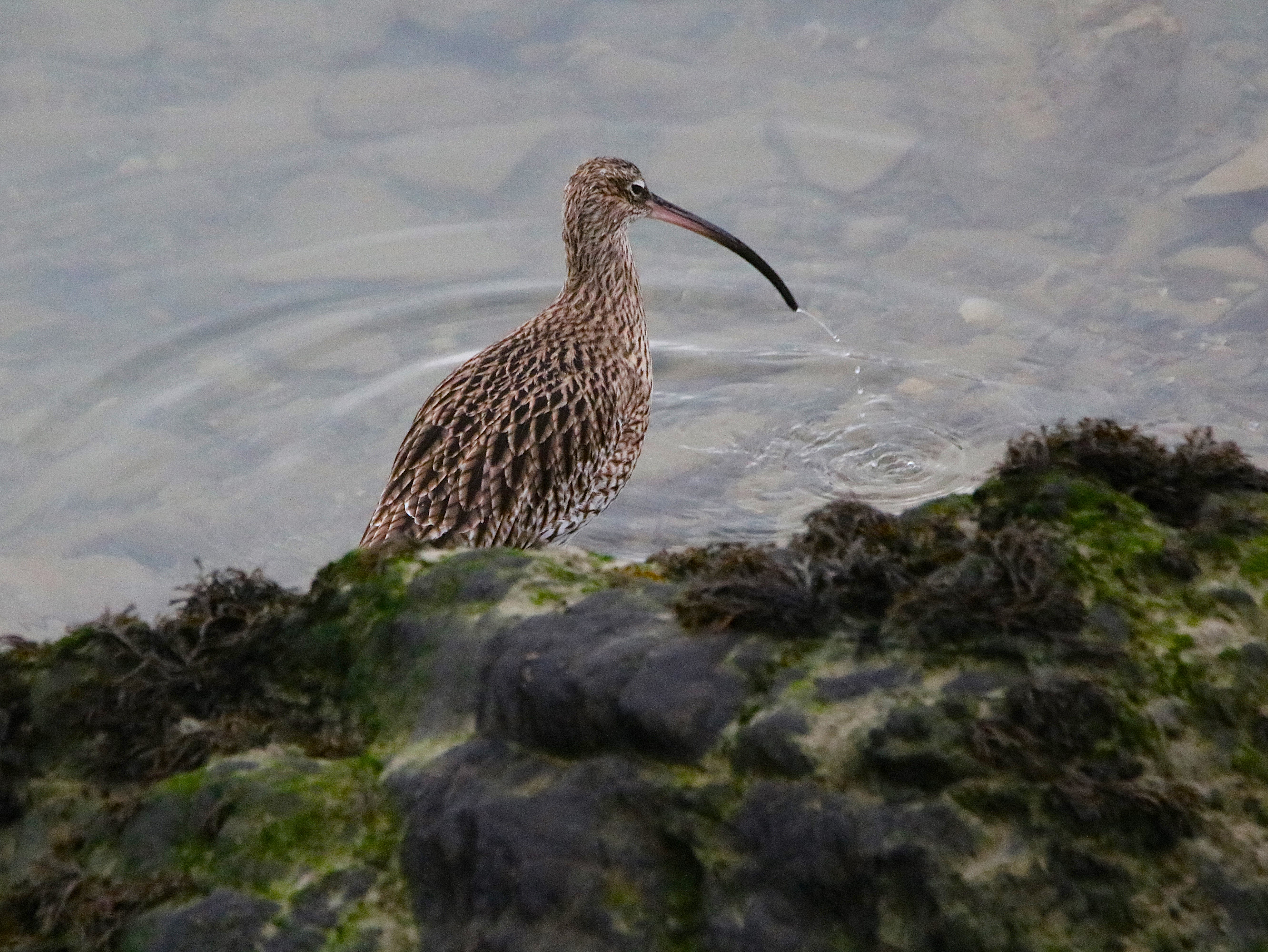 Courlis cendré Illemont Vendredi 12 Décembre 2025 (4).JPG