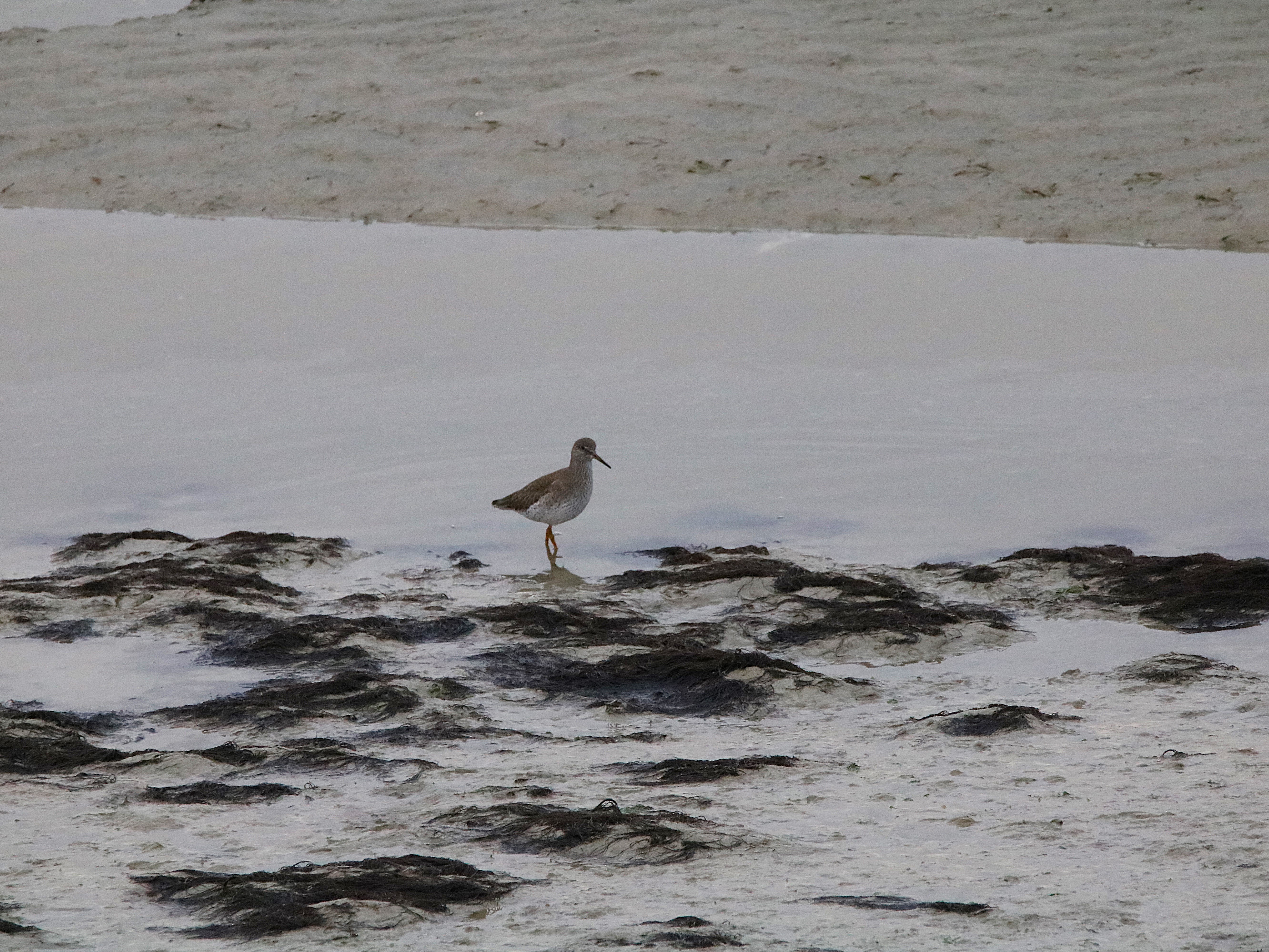 Chevalier gambette Illemont Vendredi 12 Décembre 2025 (1).JPG