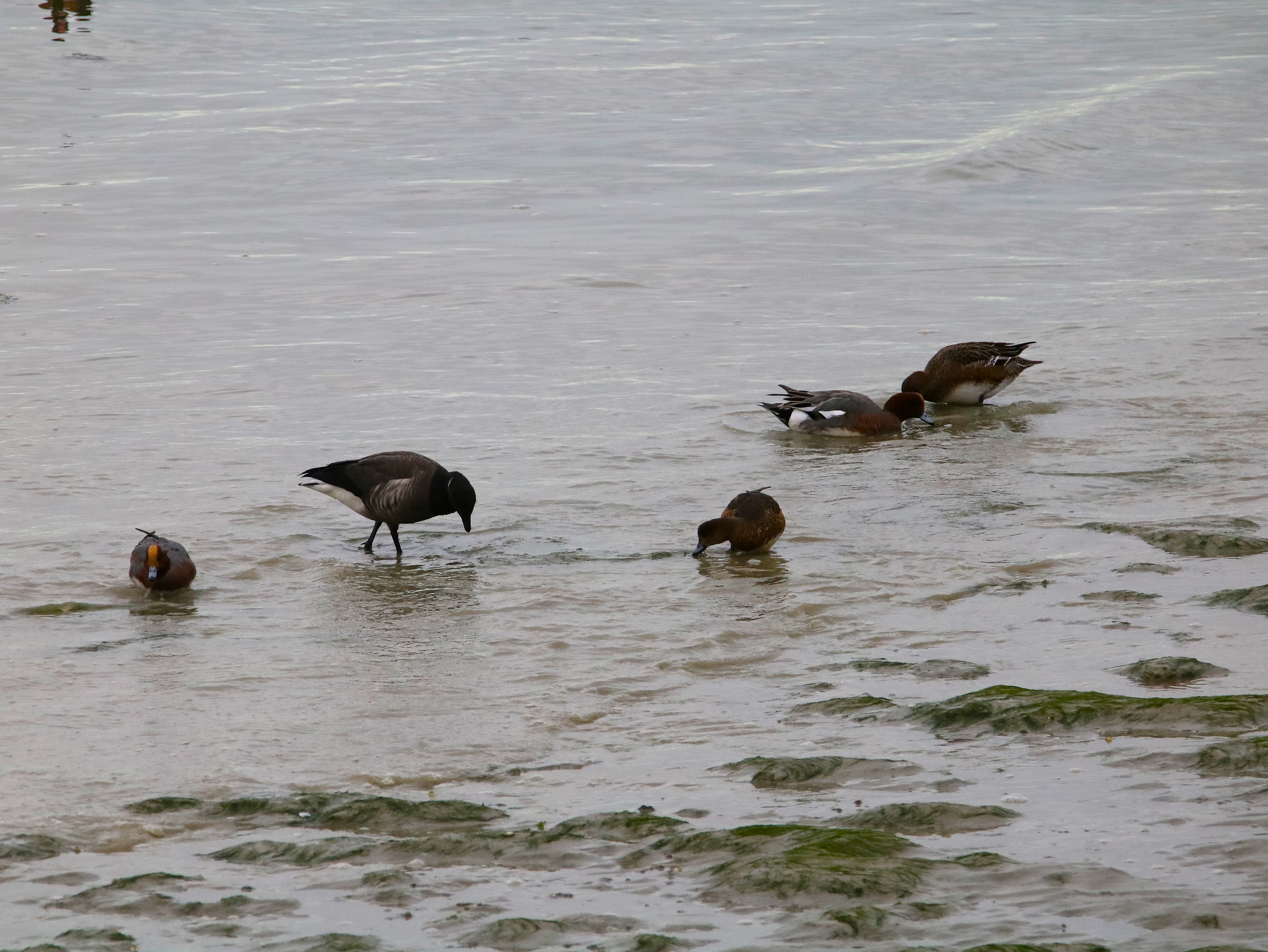 Bernaches cravant et siffleurs Illemont Vendredi 12 Décembre 2025.JPG
