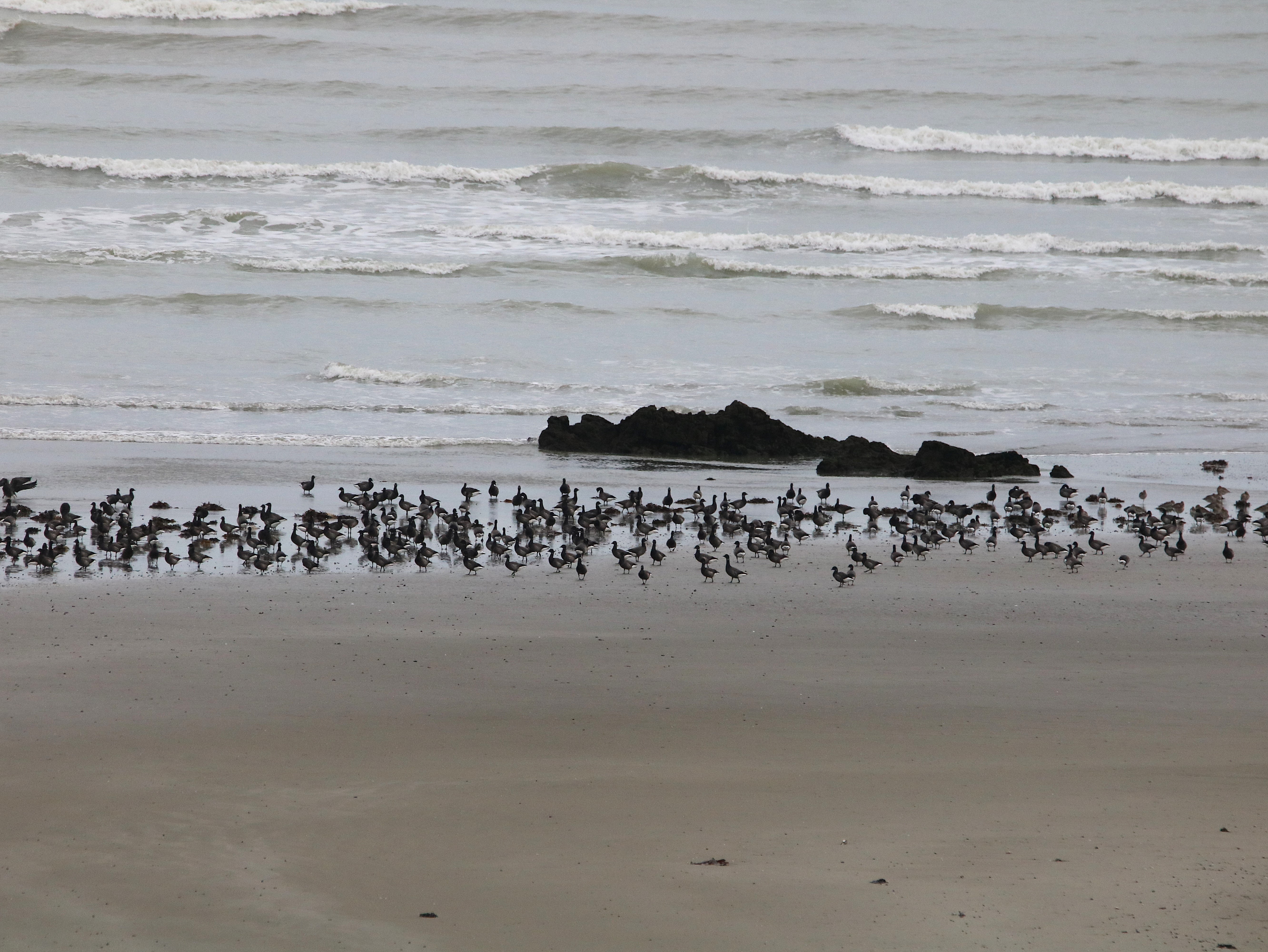 Bernaches cravant  St-Maurice Vendredi 12 Décembre 2025 (4).JPG