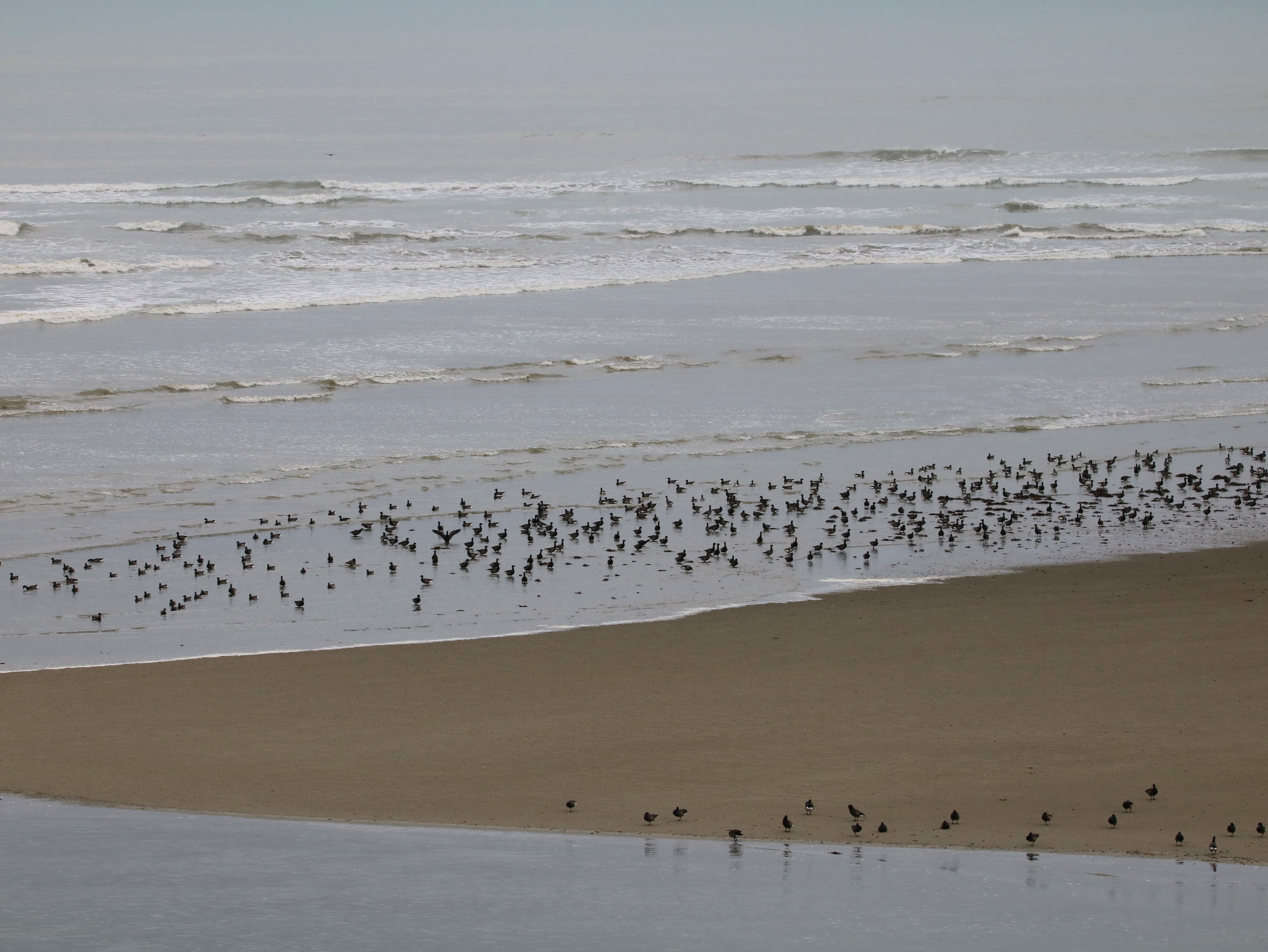 Bernaches cravant  St-Maurice Vendredi 12 Décembre 2025 (3).JPG