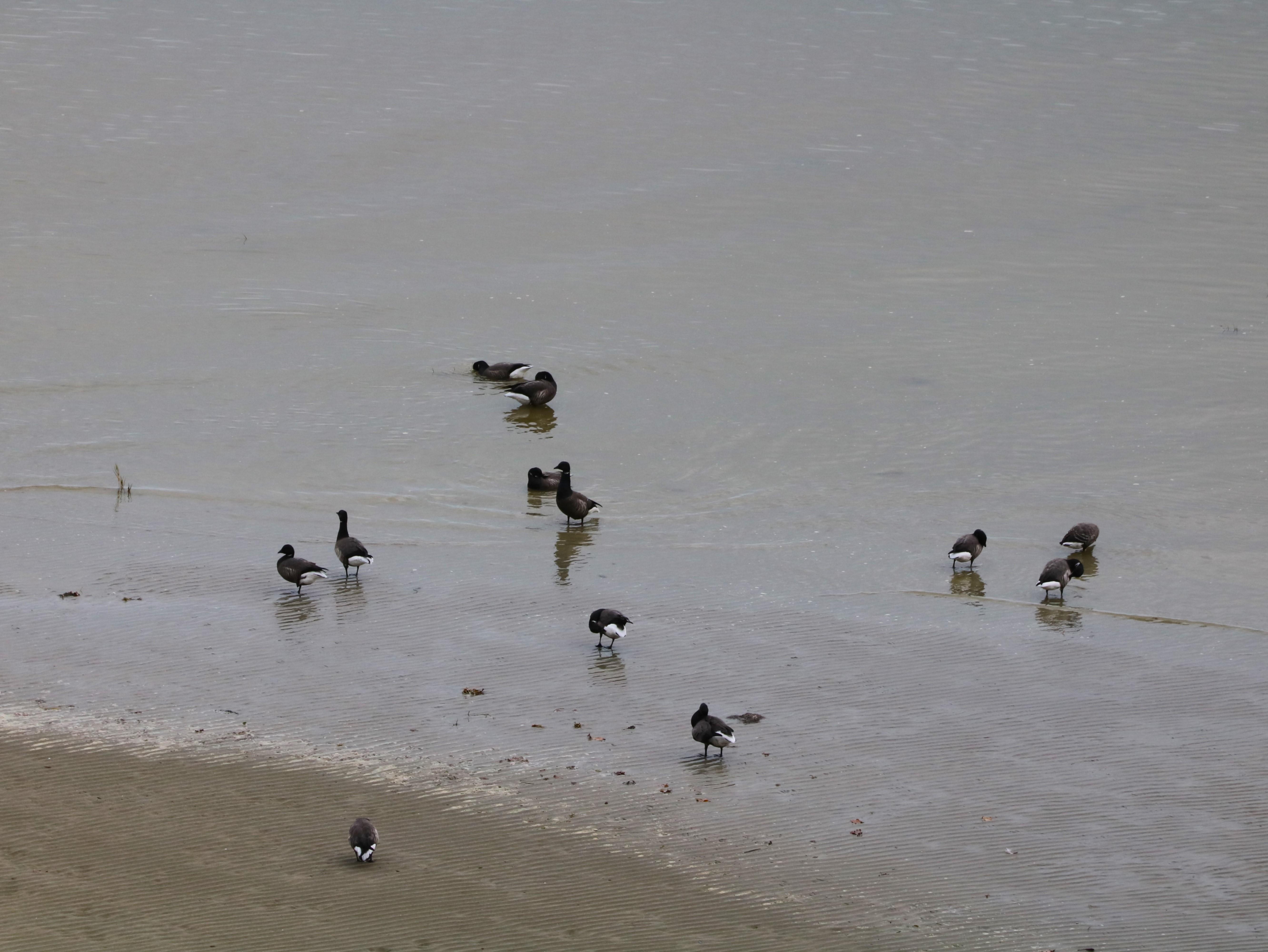 Bernaches cravant  St-Maurice Vendredi 12 Décembre 2025 (2).JPG