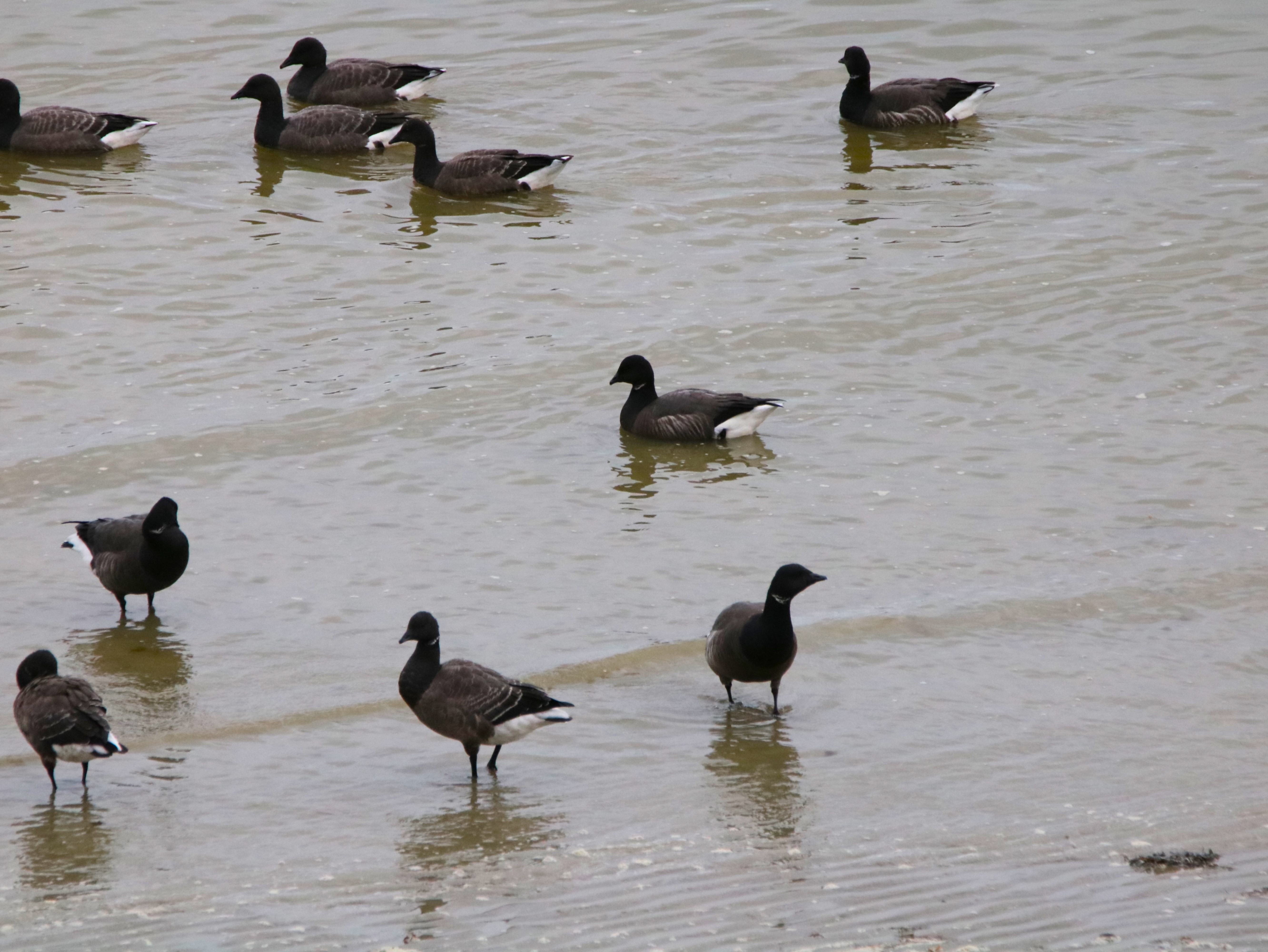 Bernaches cravant  St-Maurice Vendredi 12 Décembre 2025 (1).JPG