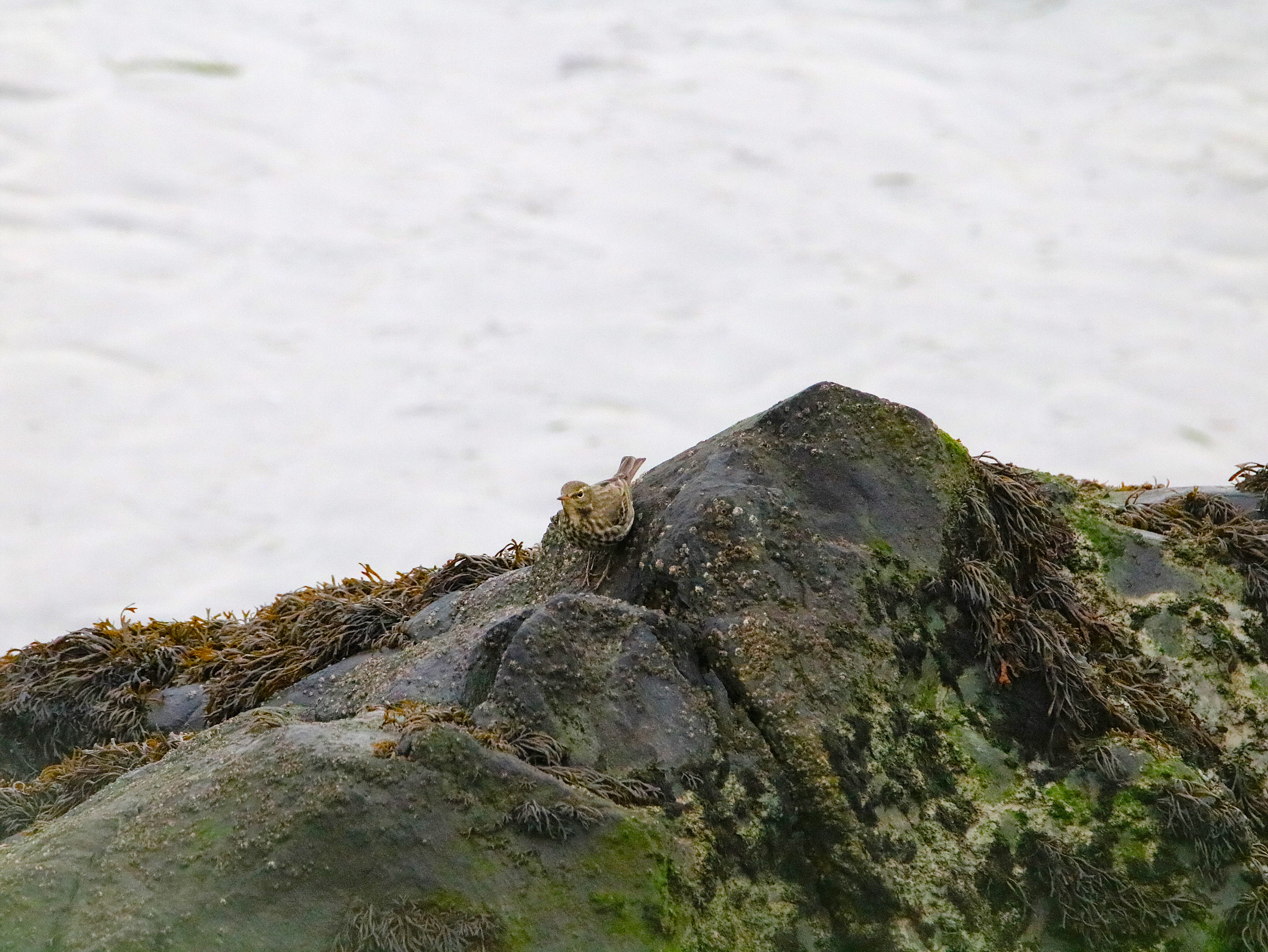 Pipit farlouse Illemont Vendredi 12 Décembre 2025.JPG