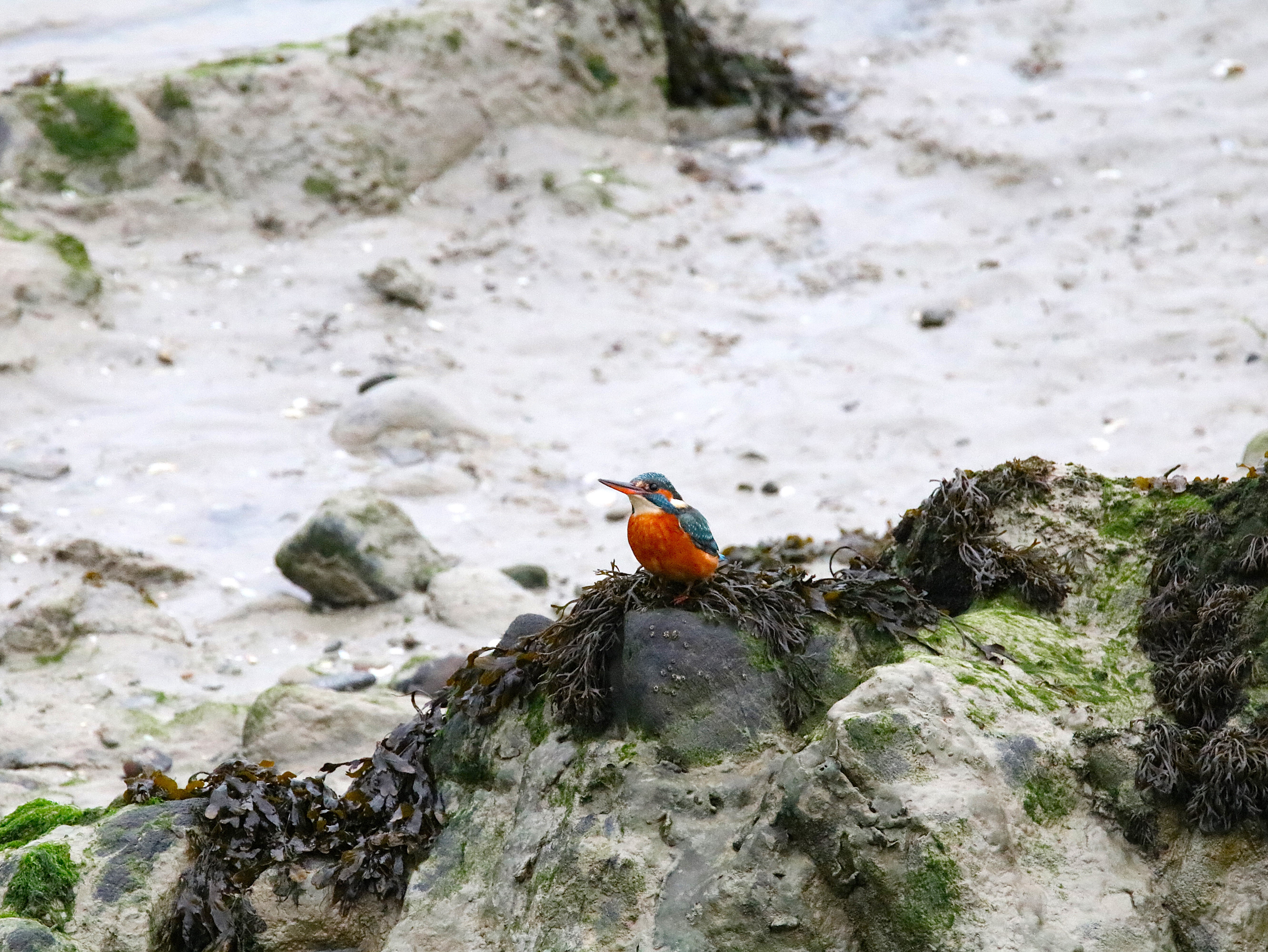 Martin-pêcheur femelle Illemont Vendredi 12 Décembre 2025 (3).JPG