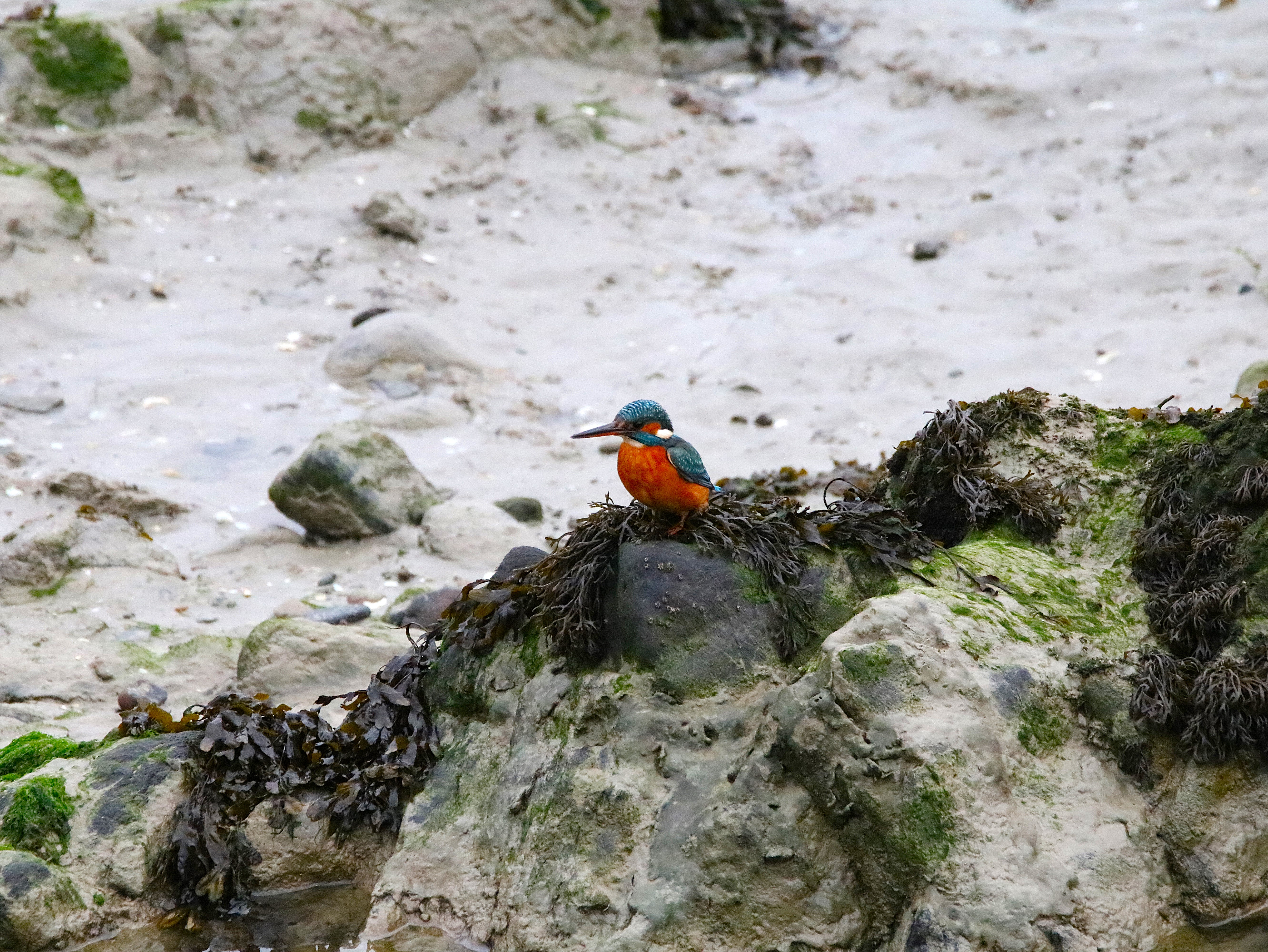 Martin-pêcheur femelle Illemont Vendredi 12 Décembre 2025 (5).JPG