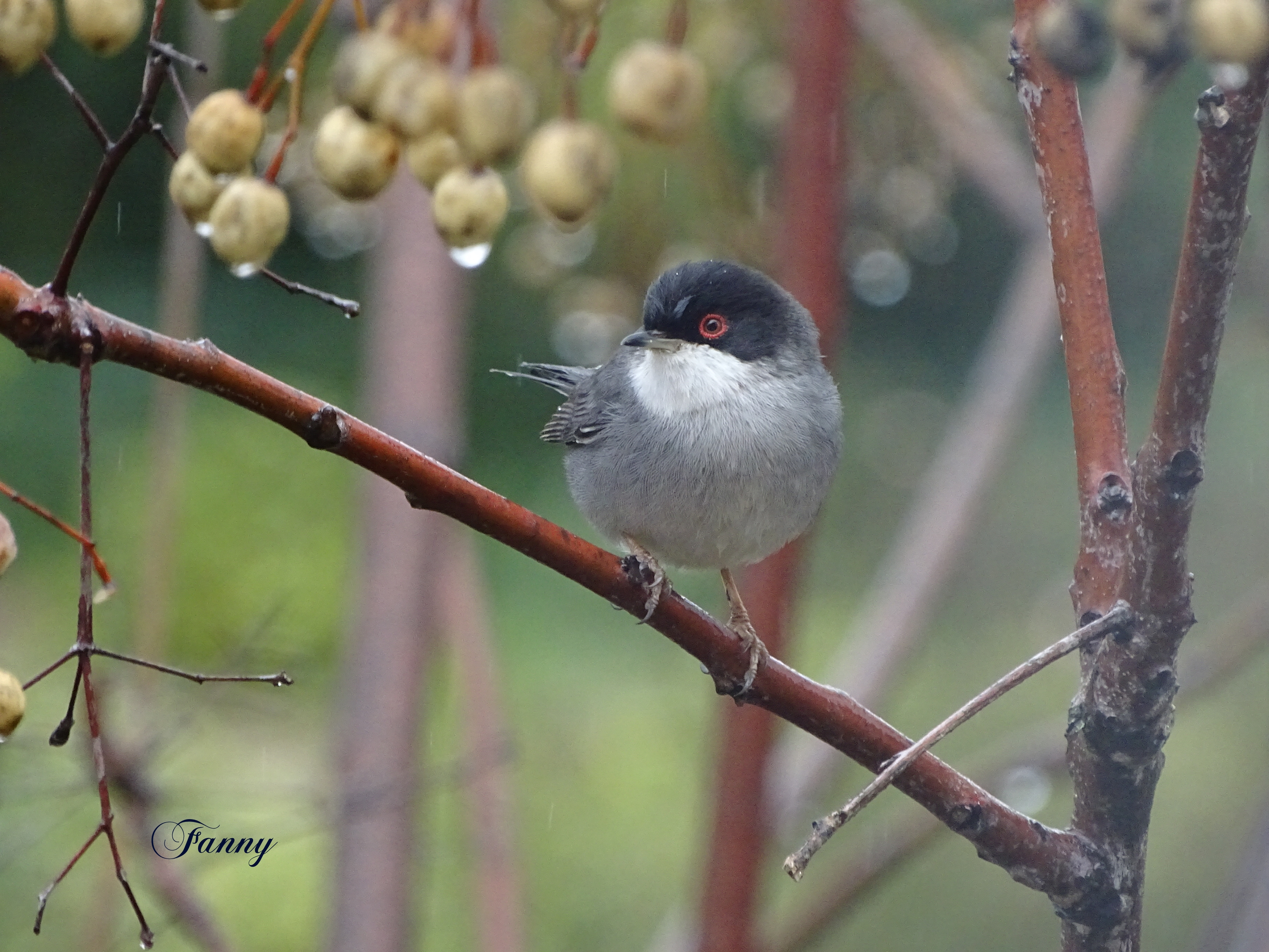 Fauvette Signée DSC00453.jpg