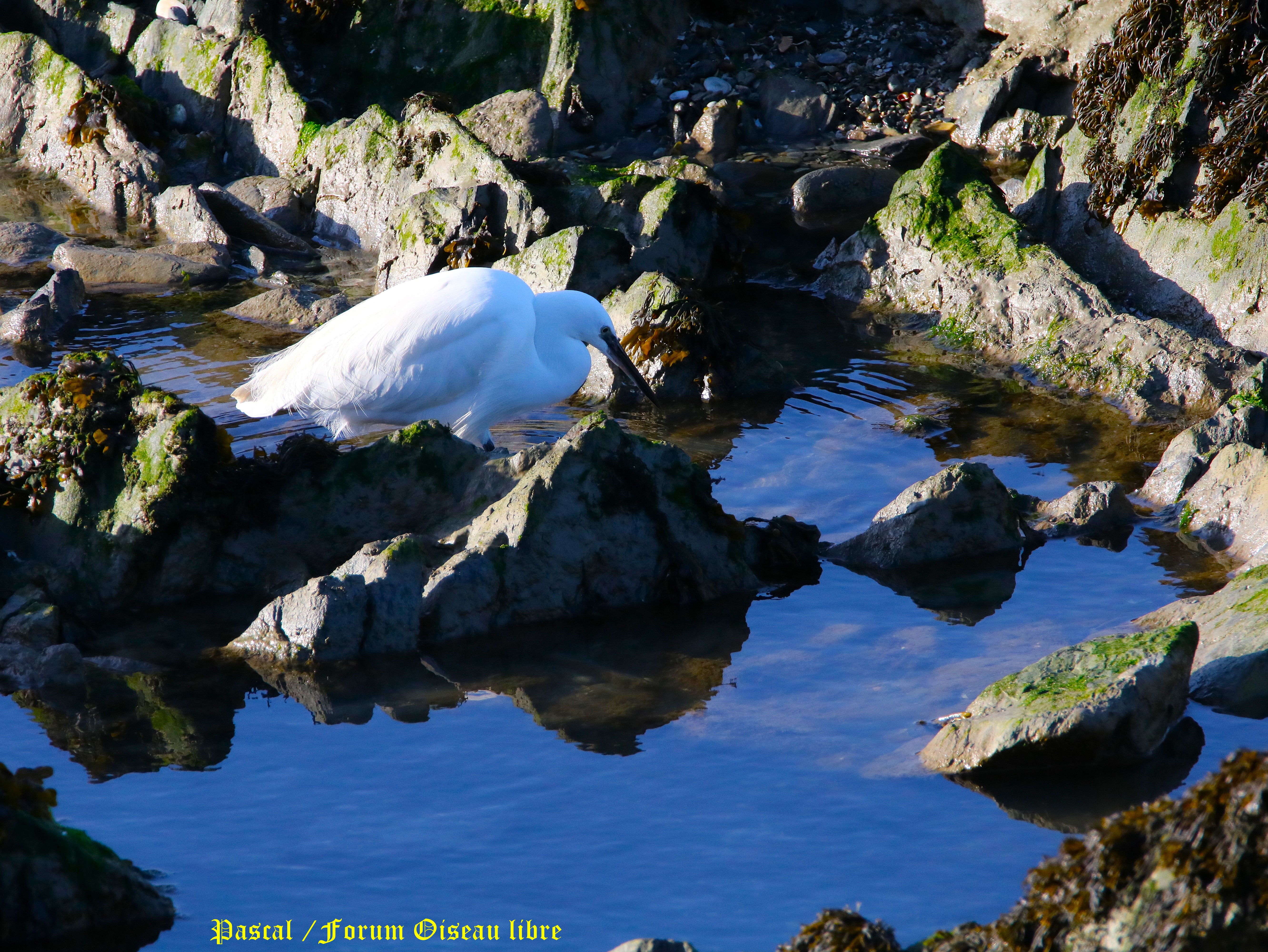 Aigrette garzette 1.JPG