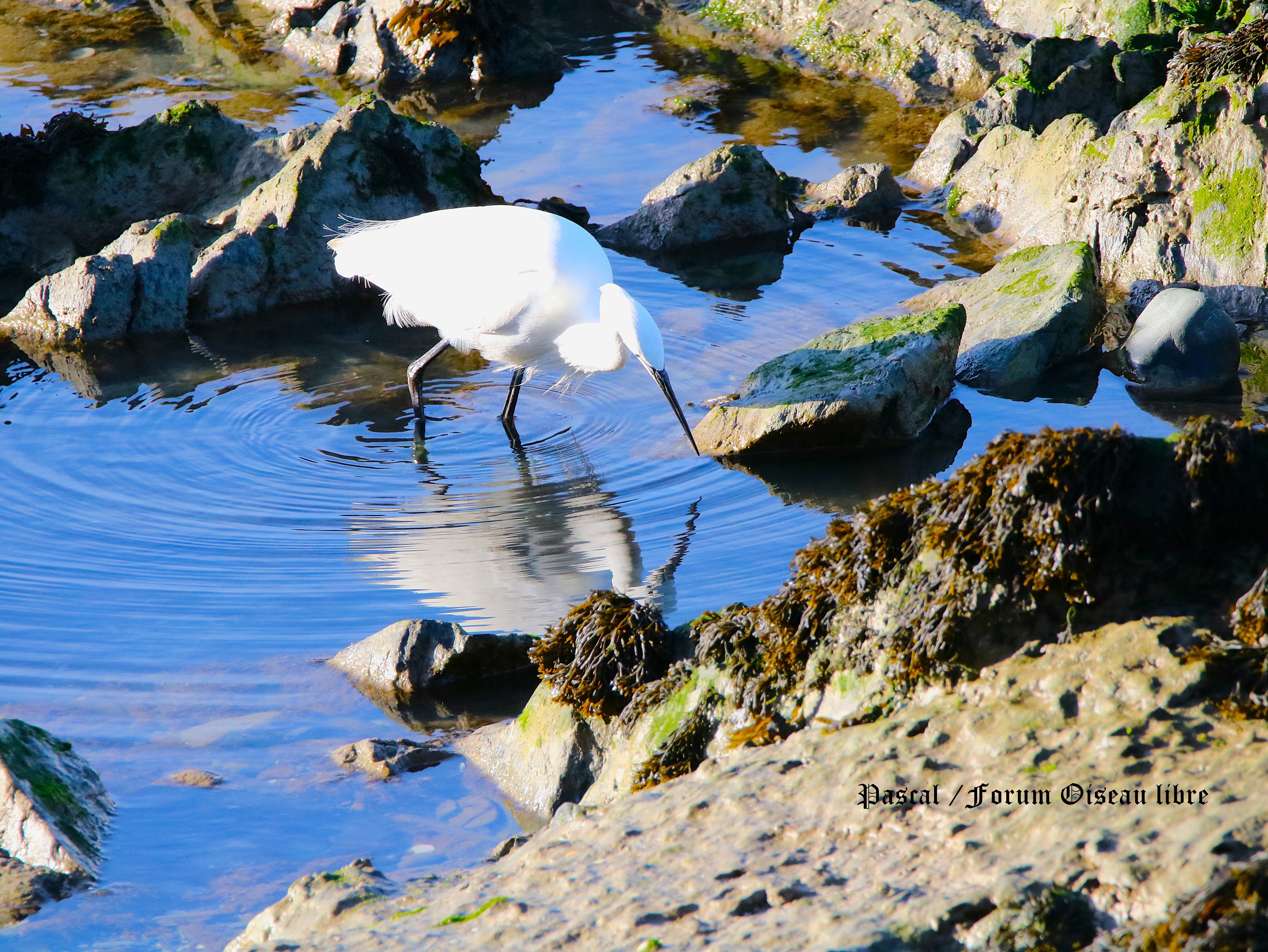 Aigrette garzette 2.JPG