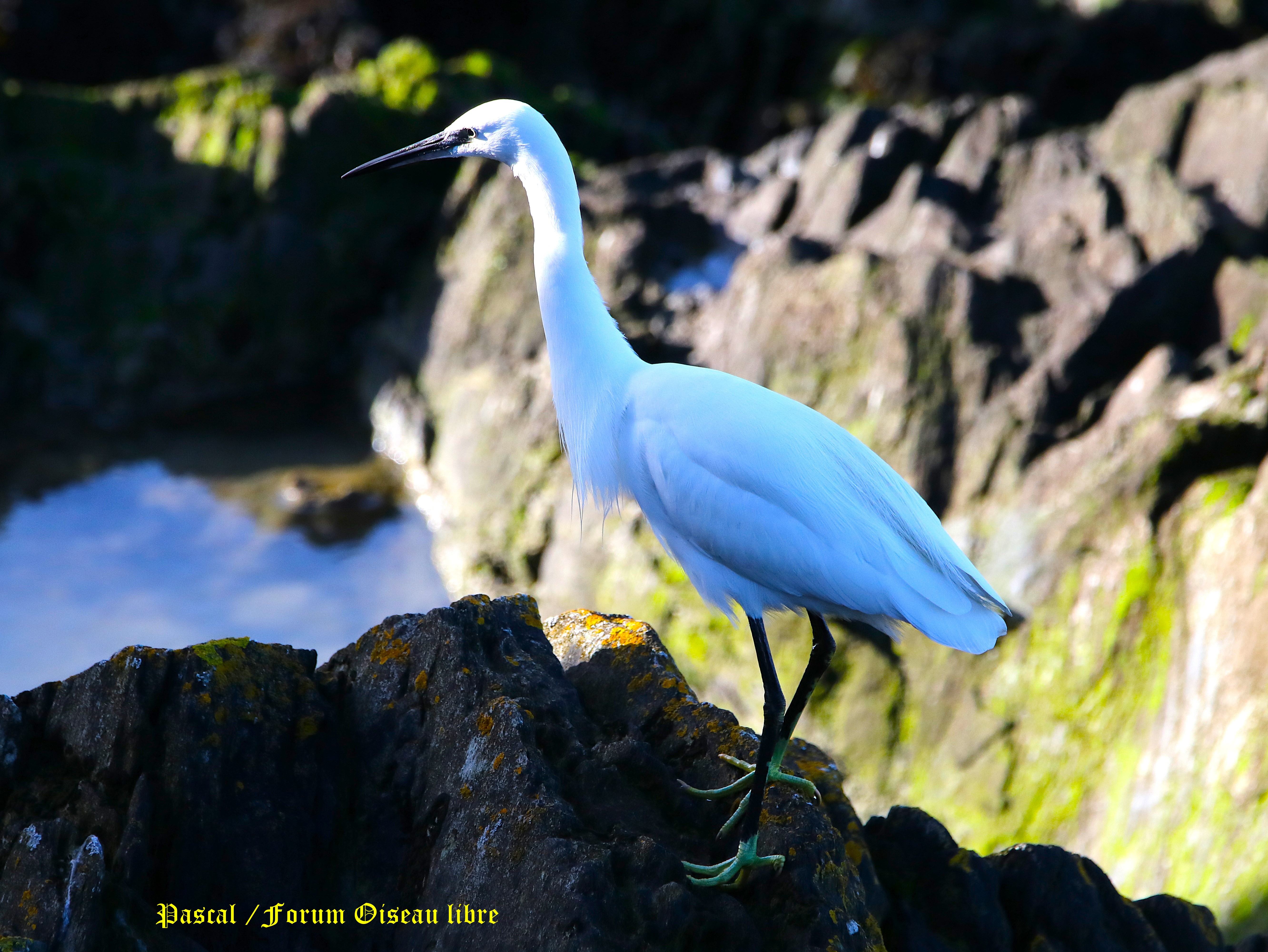 Aigrette garzette 3.JPG