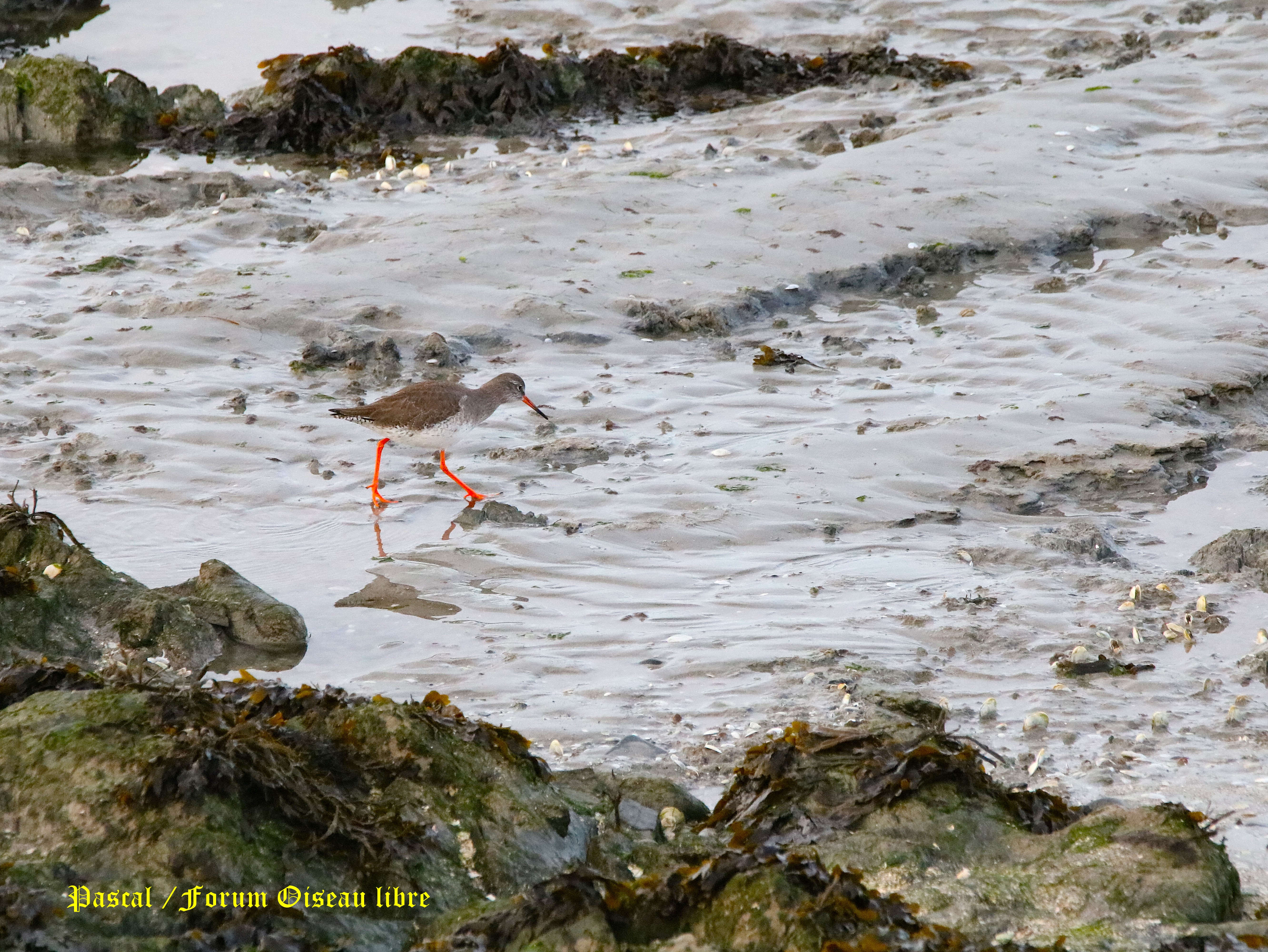 Chevallier gambette 1.JPG