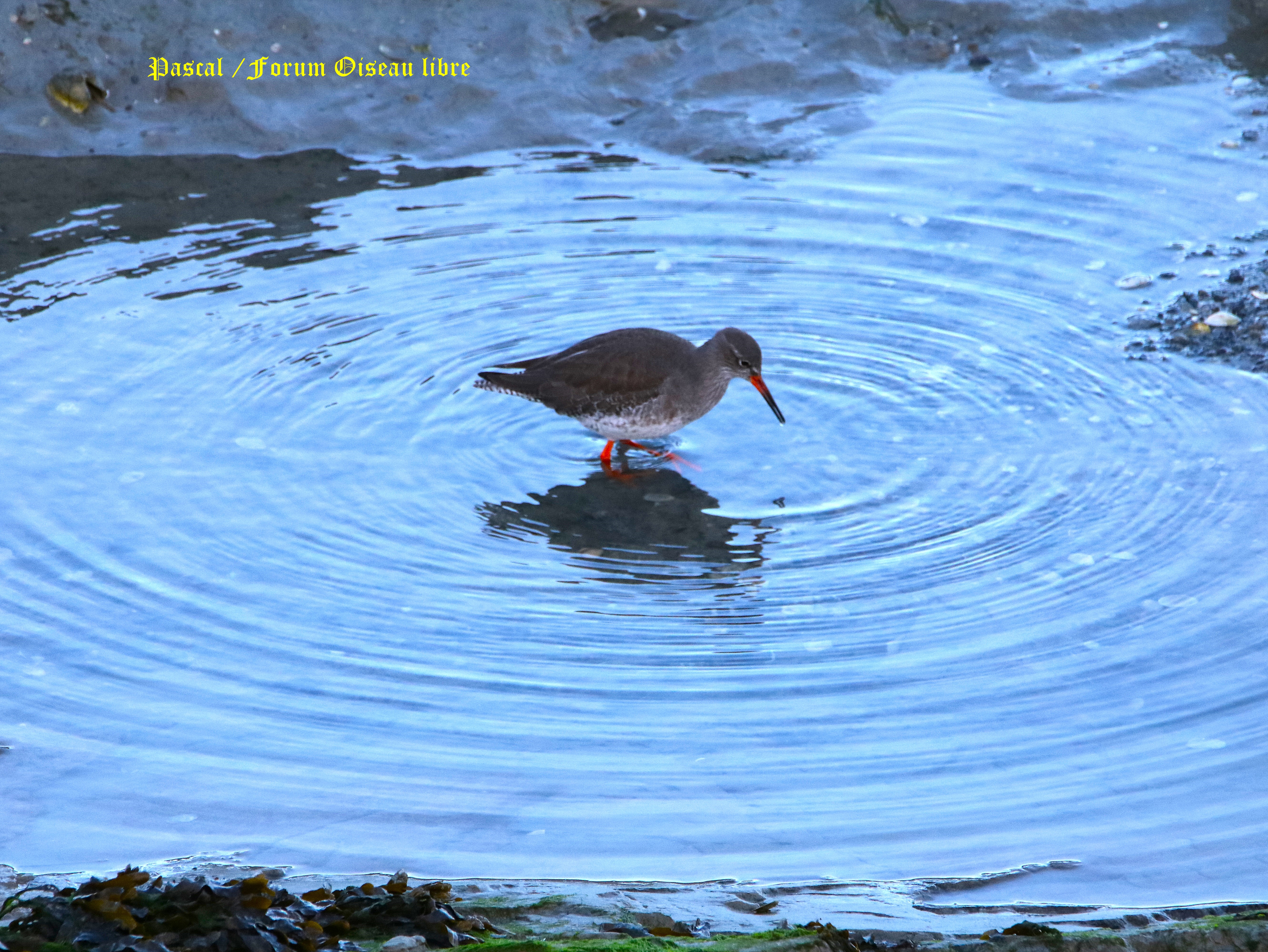 Chevallier gambette 2.JPG