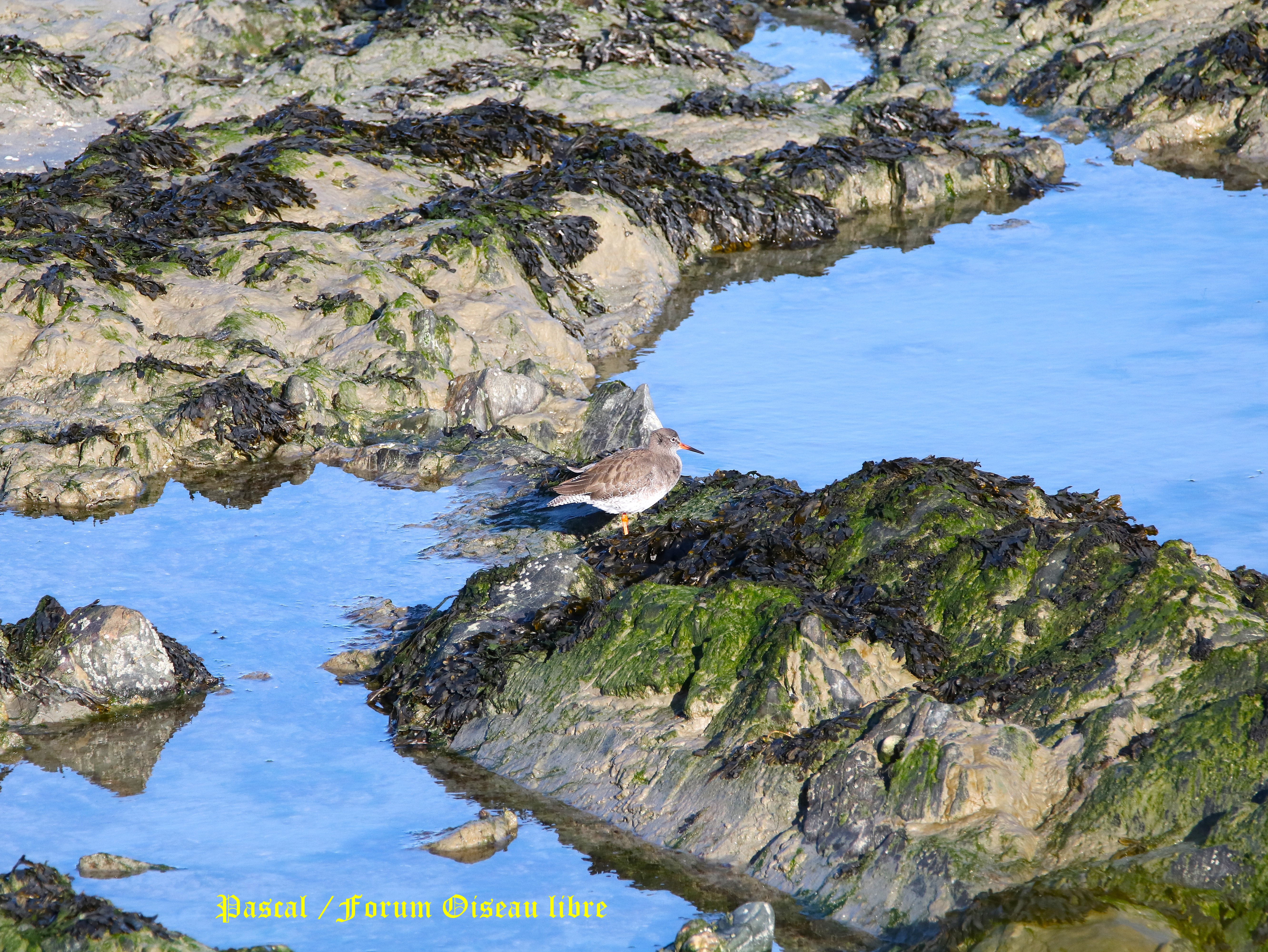 Chevallier gambette 3.JPG