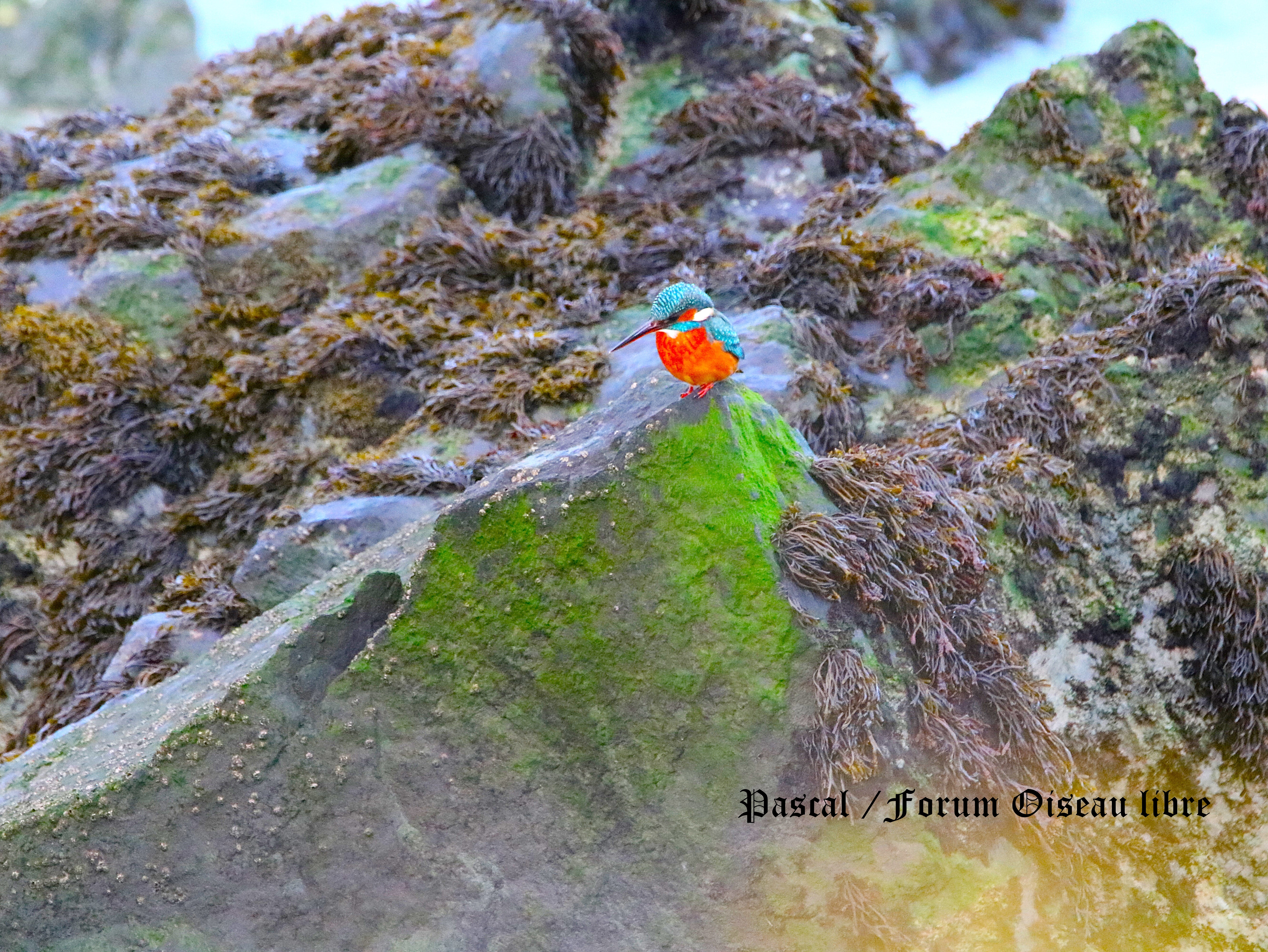 Femelle martin-pêcheur Illemont Vendredi 19 Décembre 2025 1.JPG