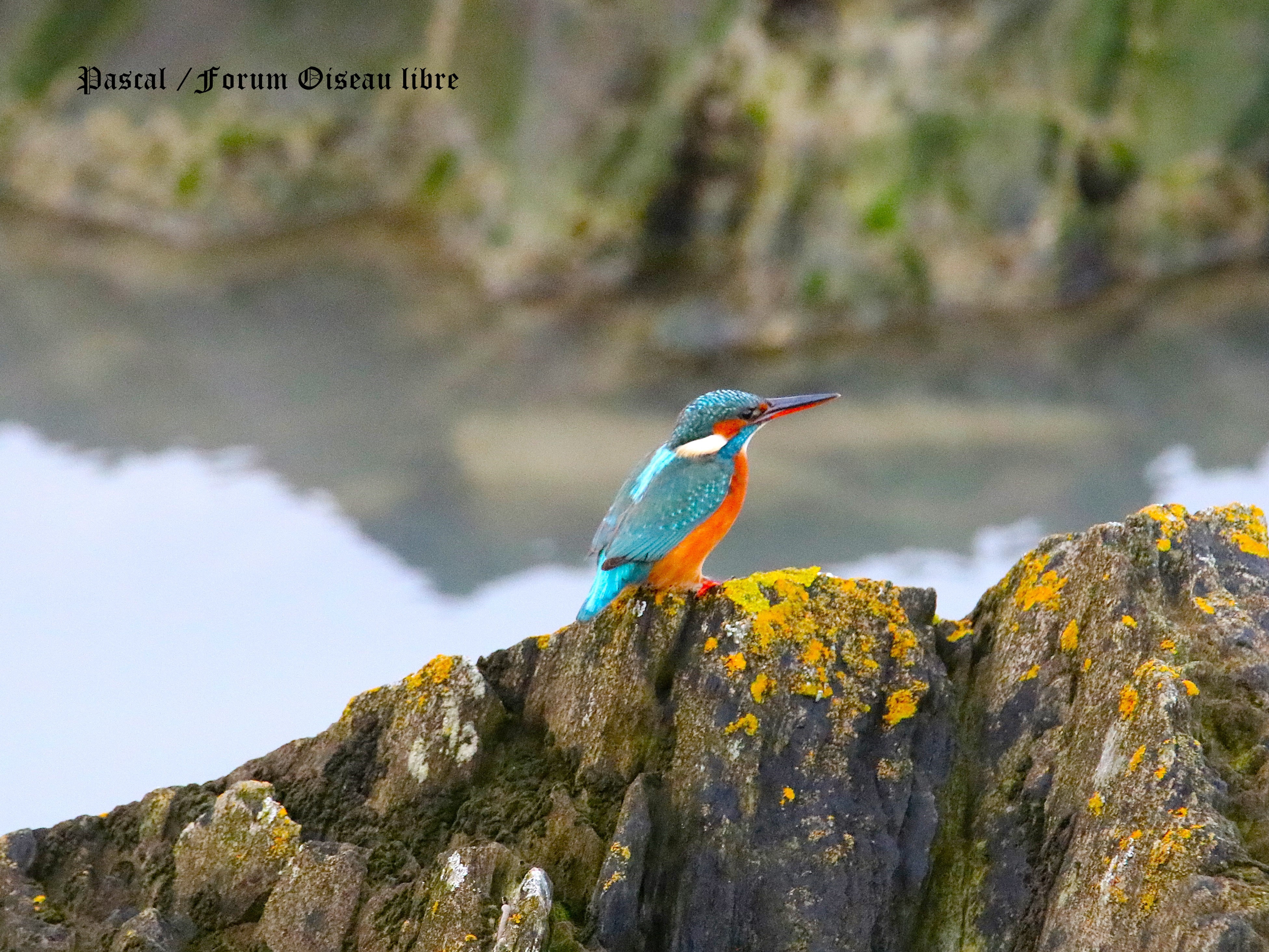 Femelle martin-pêcheur Illemont Vendredi 19 Décembre 2025 2.JPG