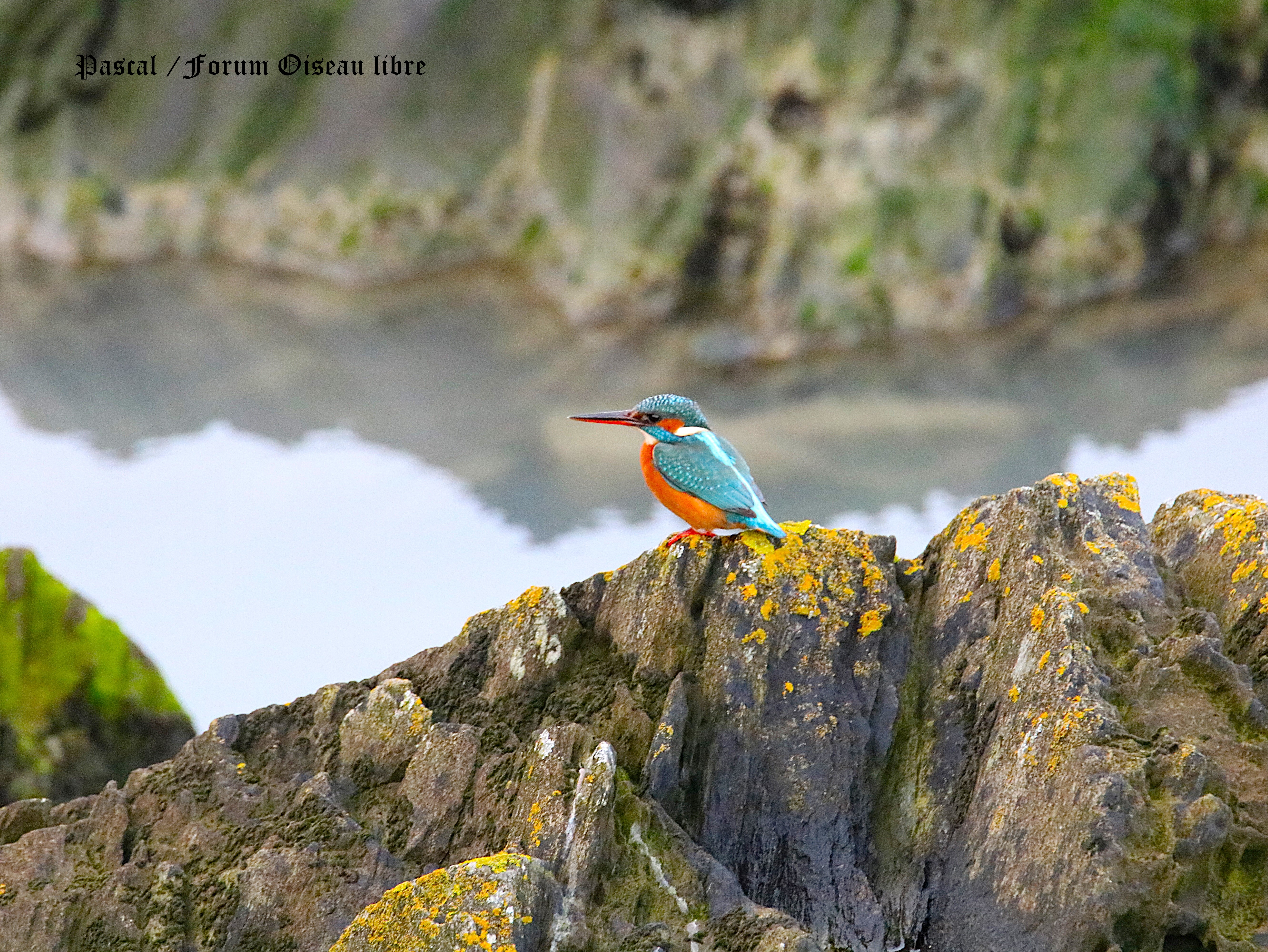 Femelle martin-pêcheur Illemont Vendredi 19 Décembre 2025 3.JPG