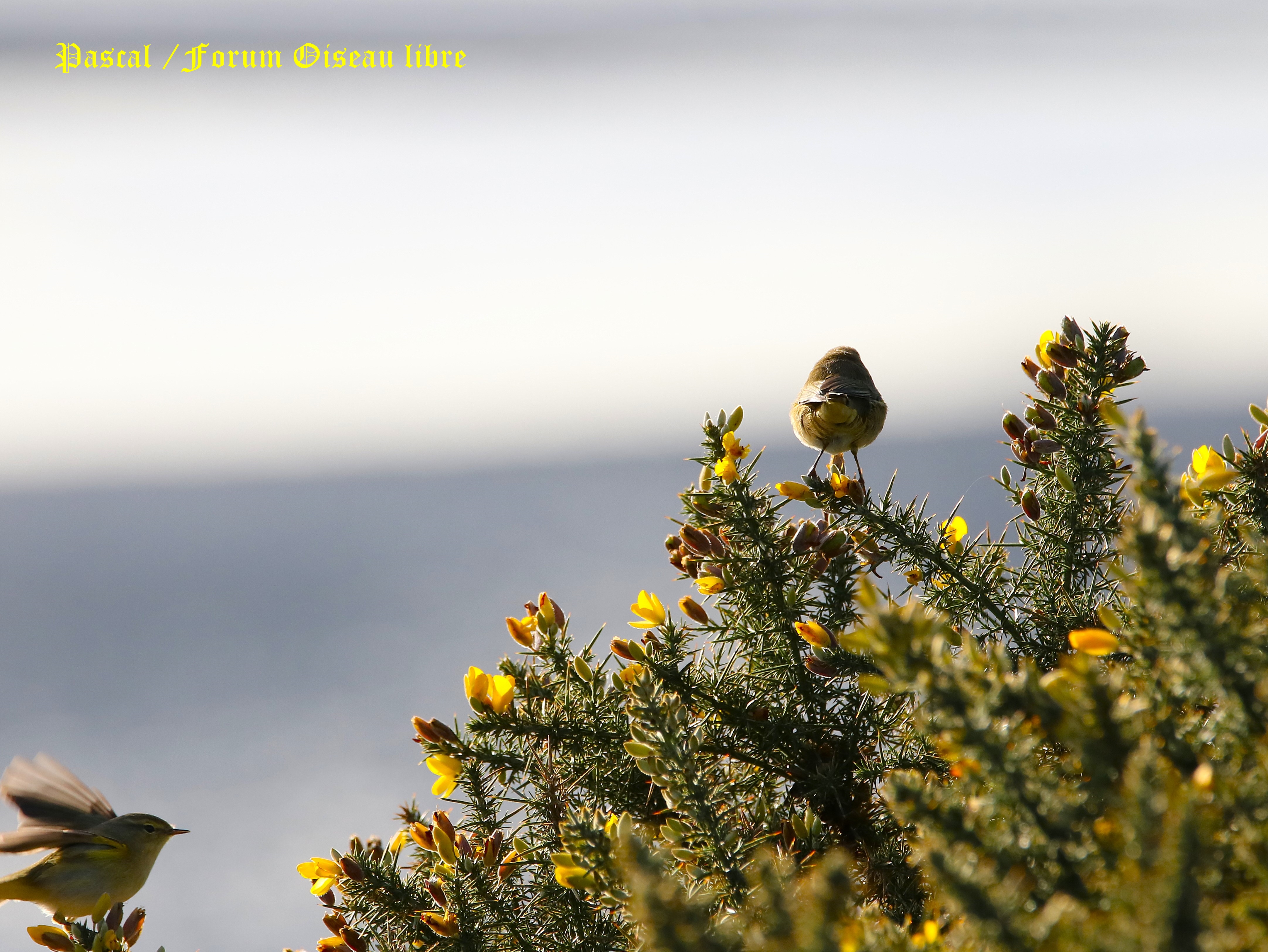 Pouillot et identification.JPG