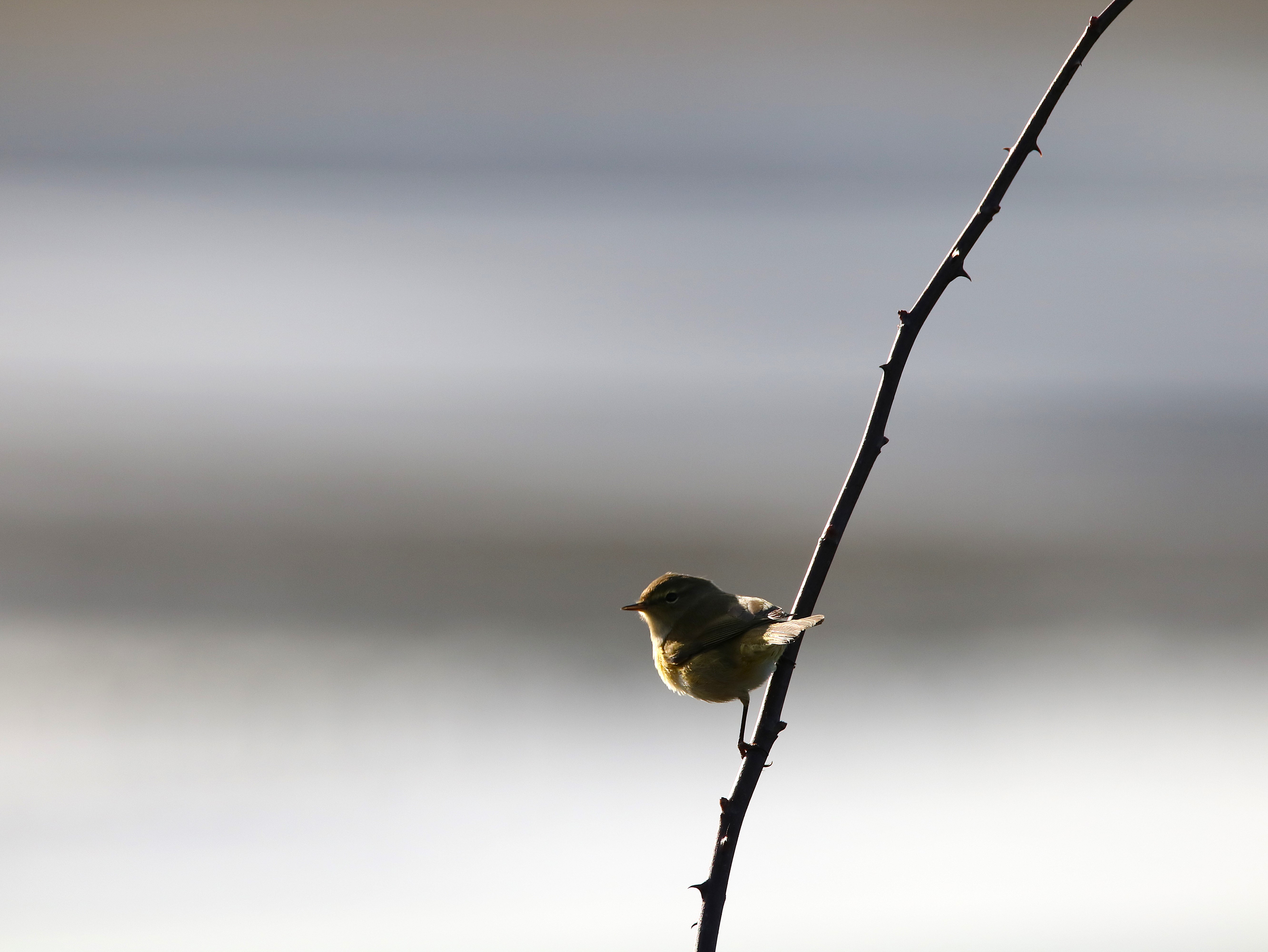 Pouillot véloce Illemont 20 Décembre 2025 (1).JPG