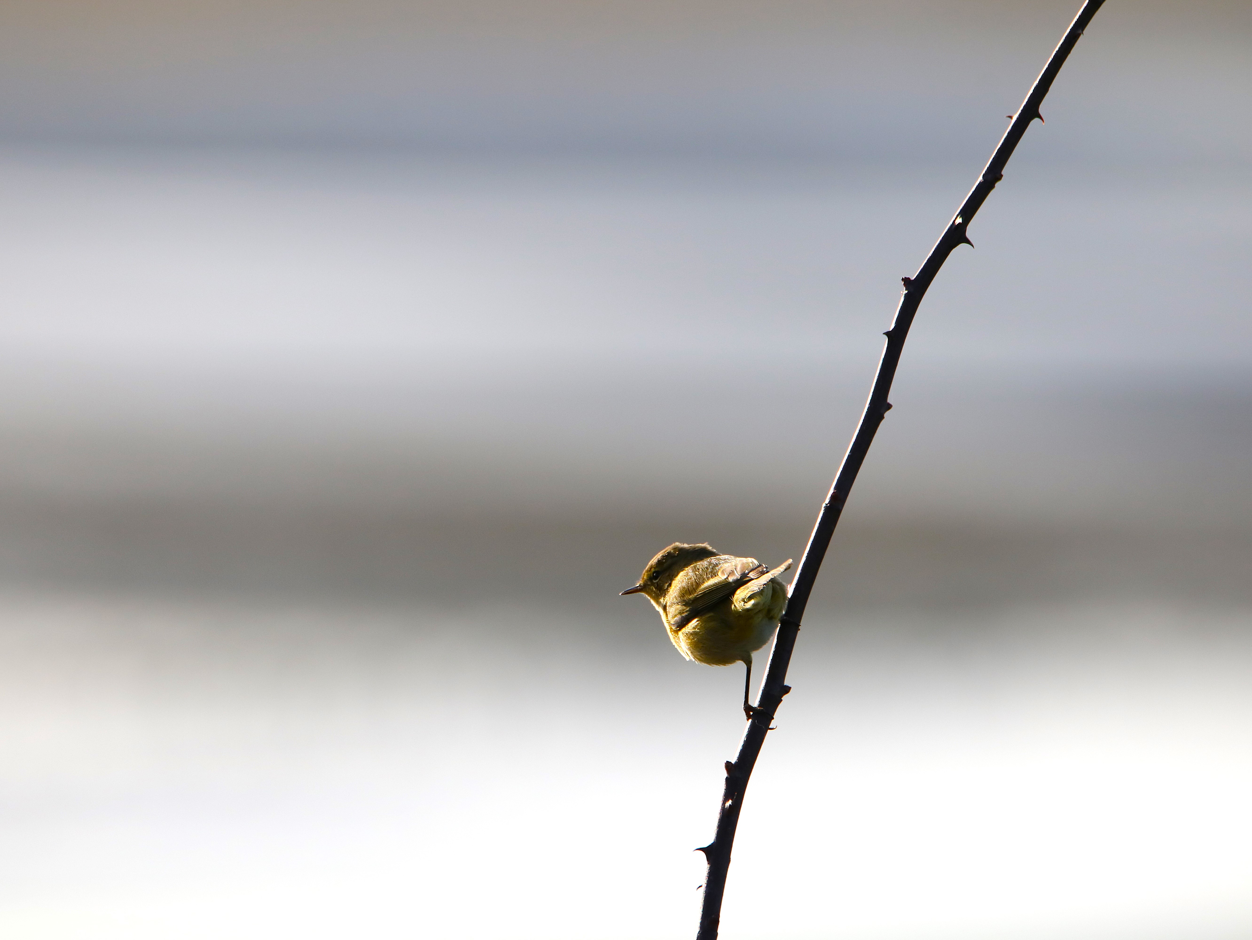 Pouillot véloce Illemont 20 Décembre 2025 (3).JPG