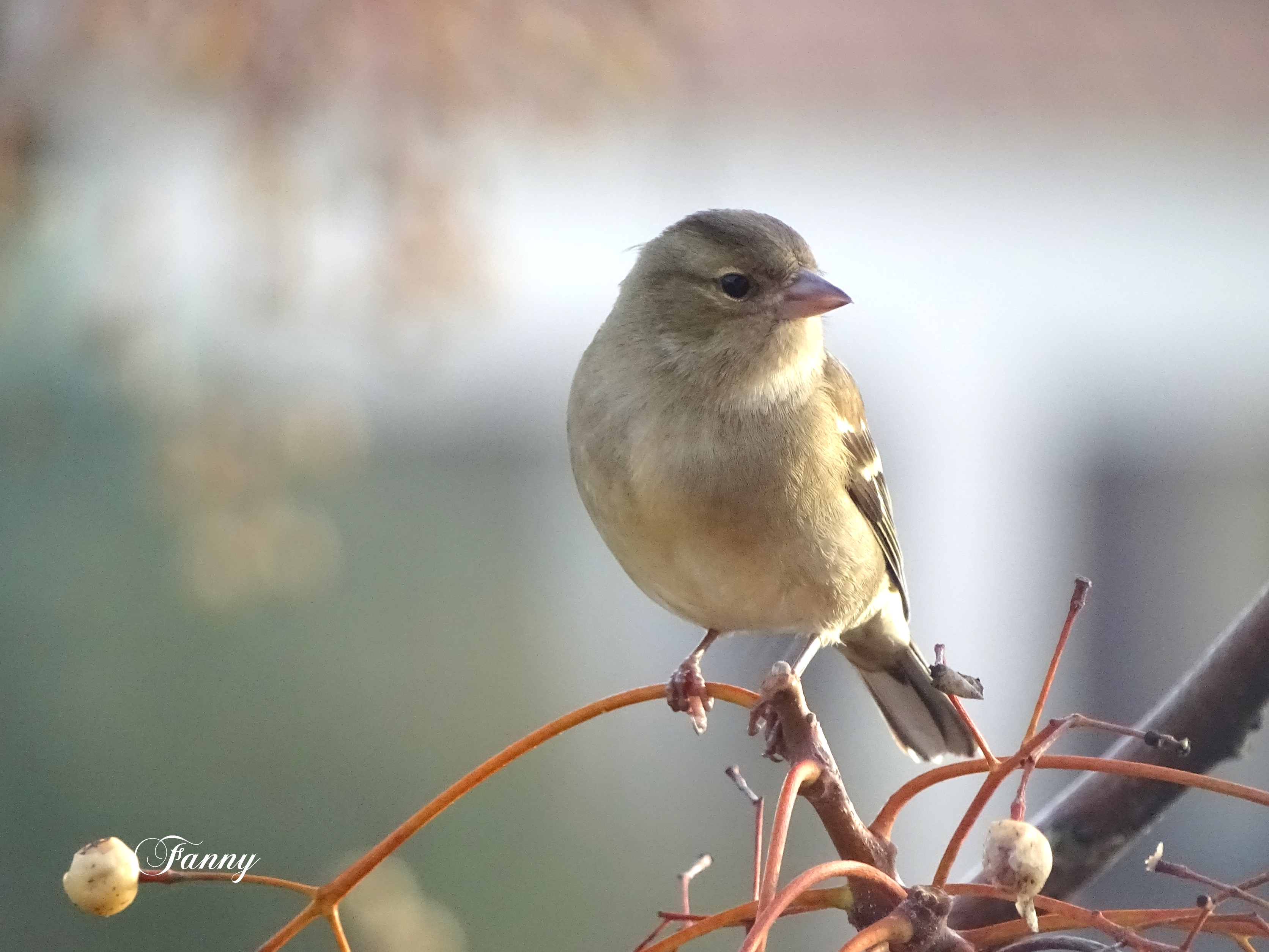 Femelle Pinson Signé DSC02908.jpg