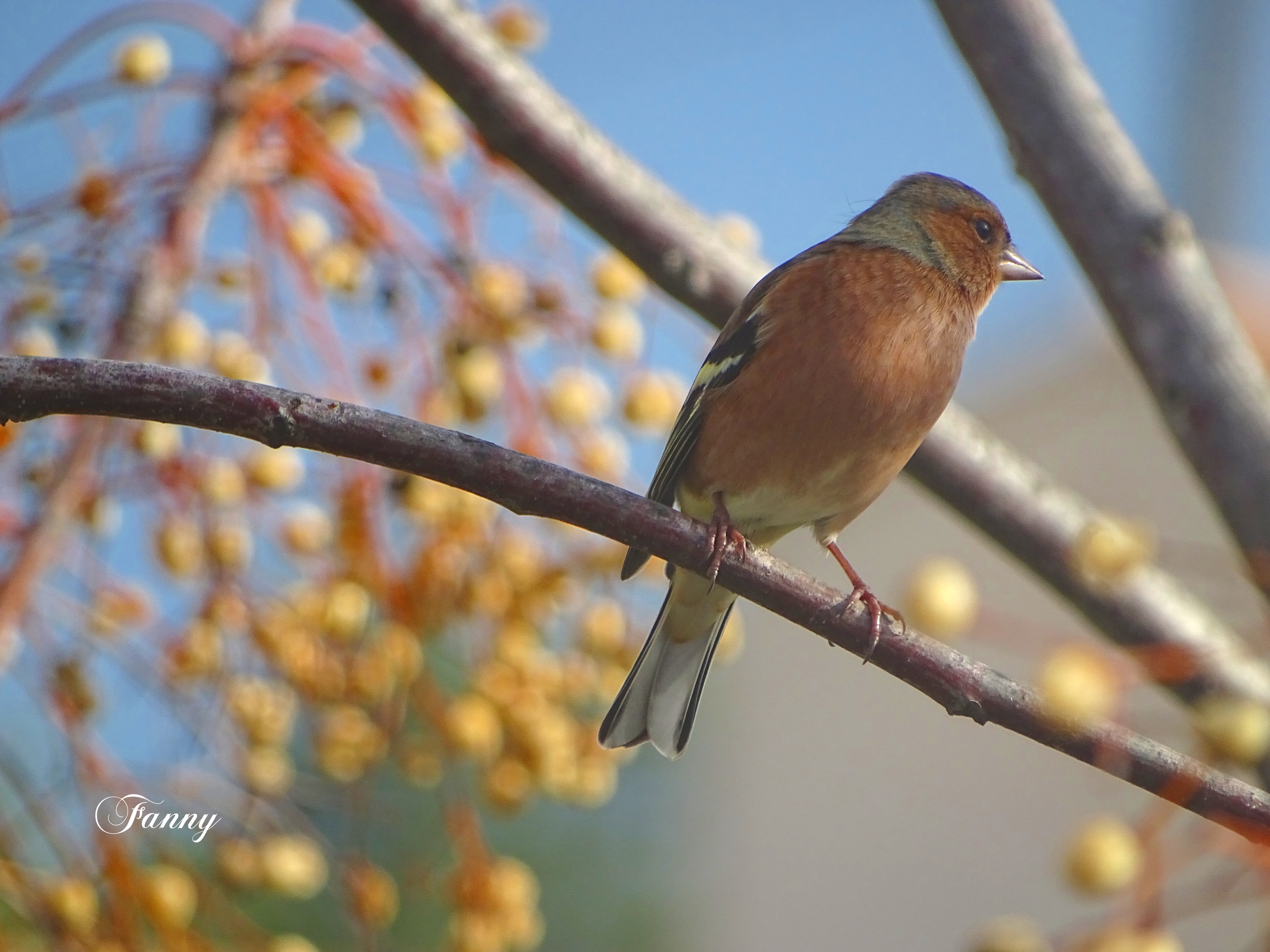Pinson des arbres signé DSC02925.jpg