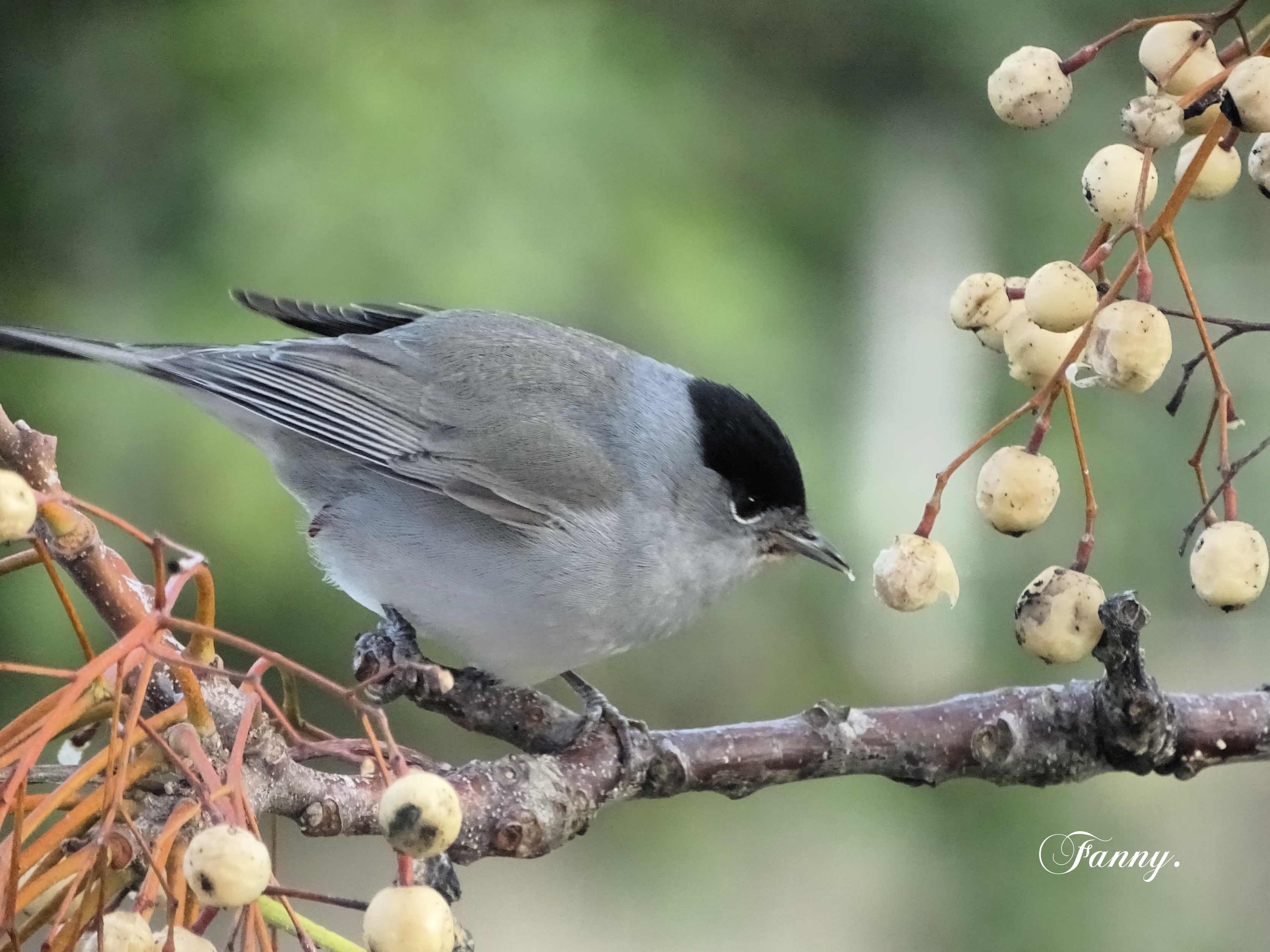 Fauvette Signé DSC02941.jpg