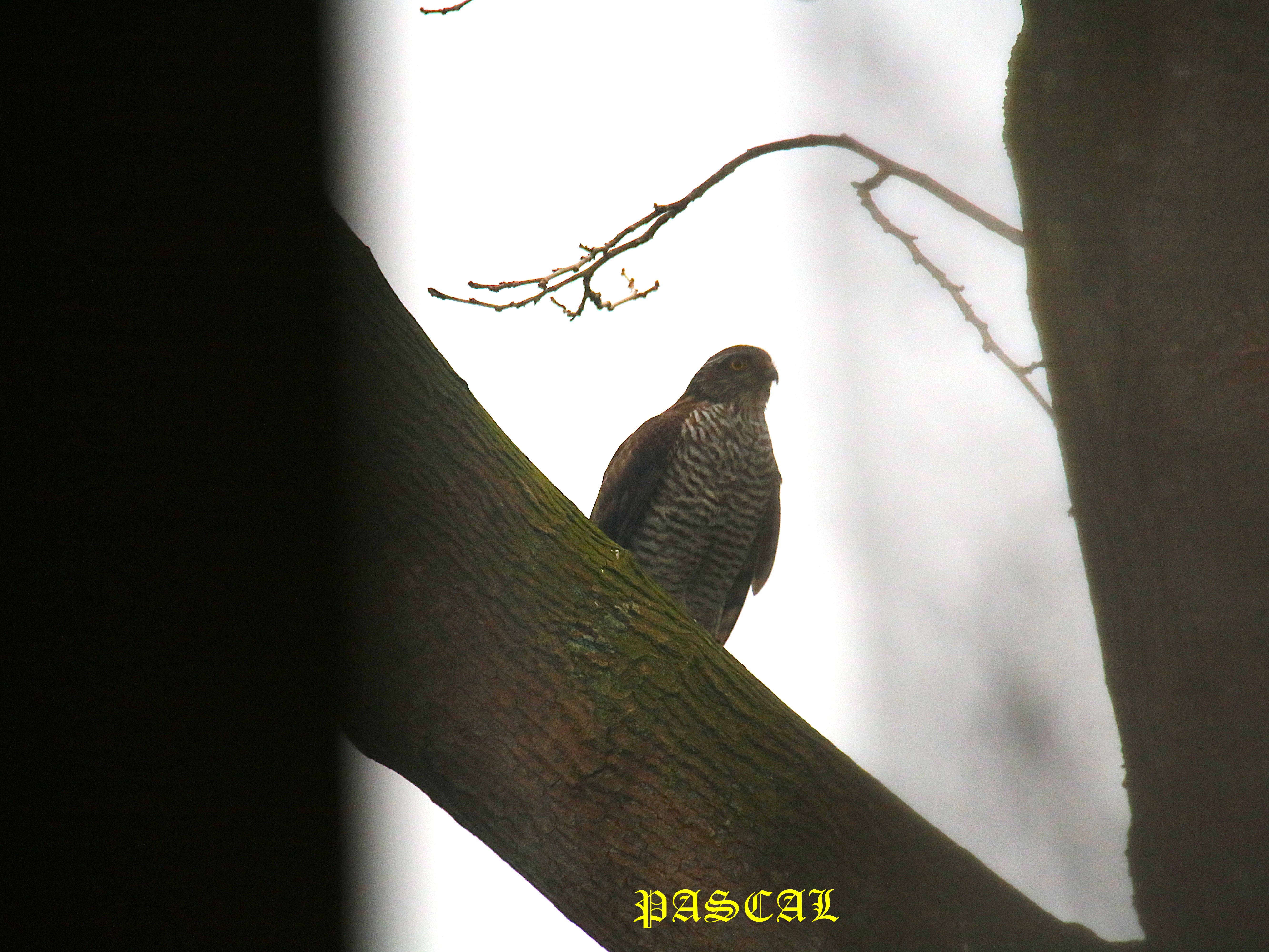 Femelle Epervier mûrier à feuilles de platane Lundi 2 Février 2026 (1).JPG